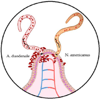 Microorganisms 10 01027 i001