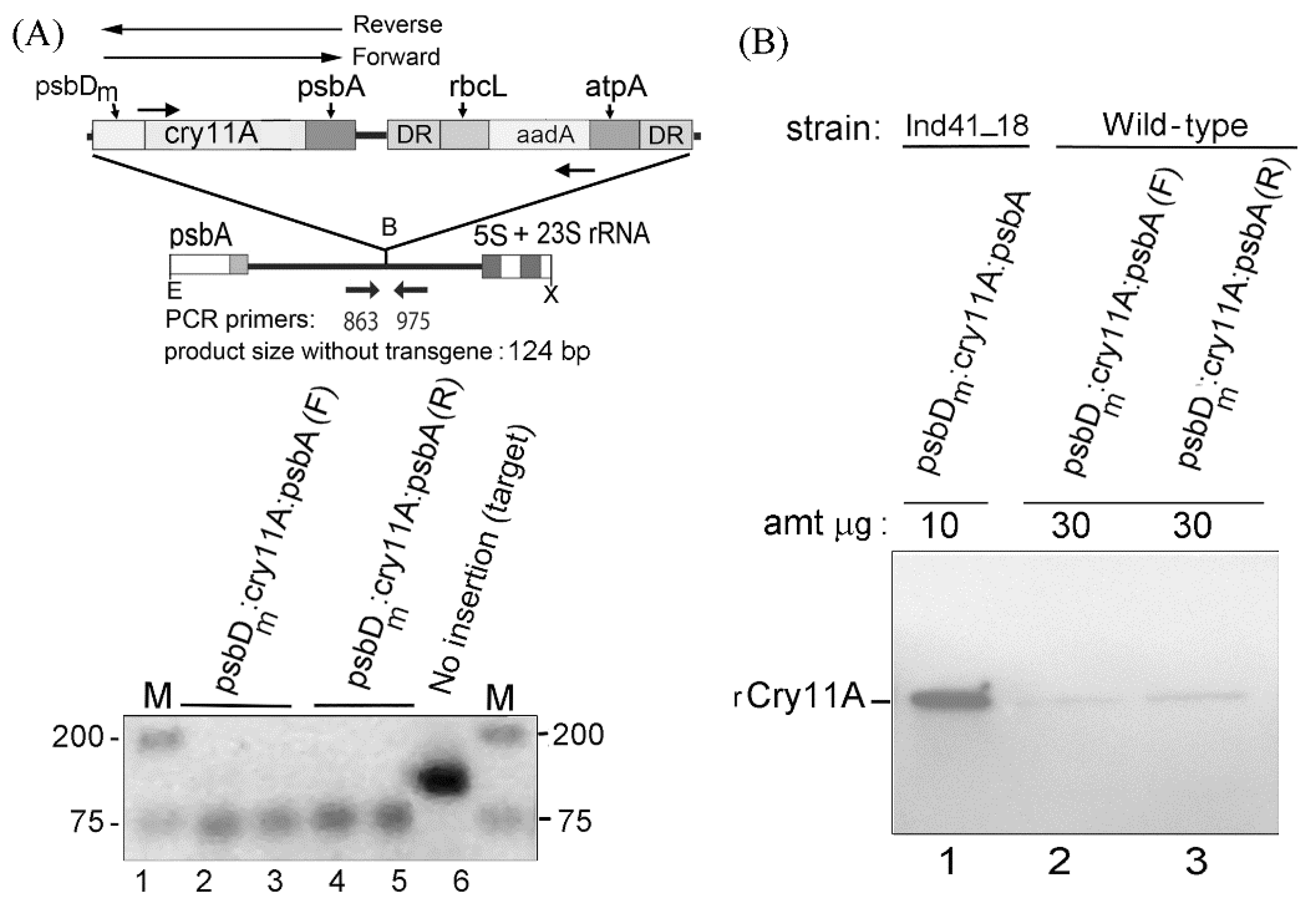 Microorganisms 10 01087 g001