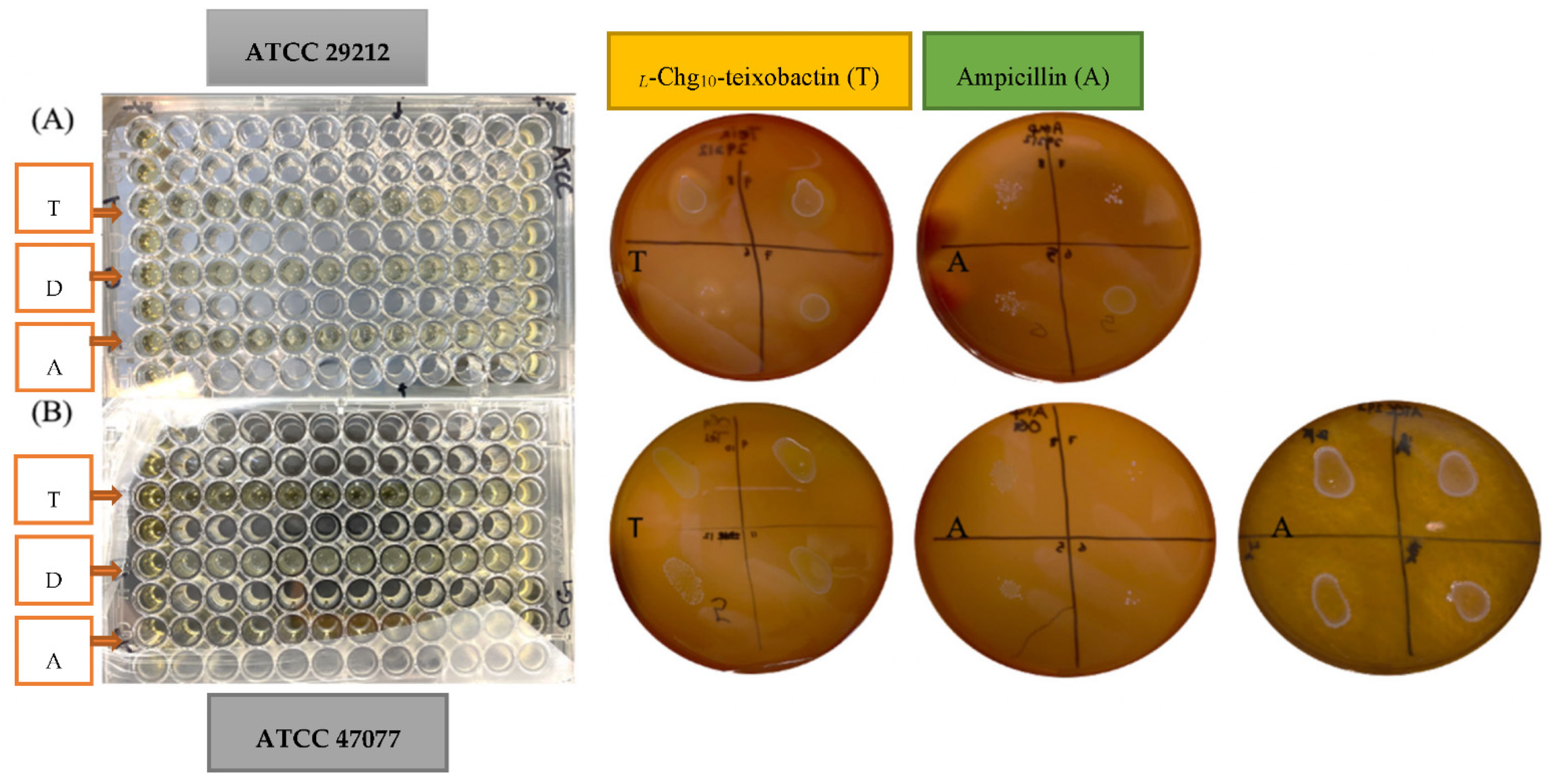 Microorganisms 10 01099 g001