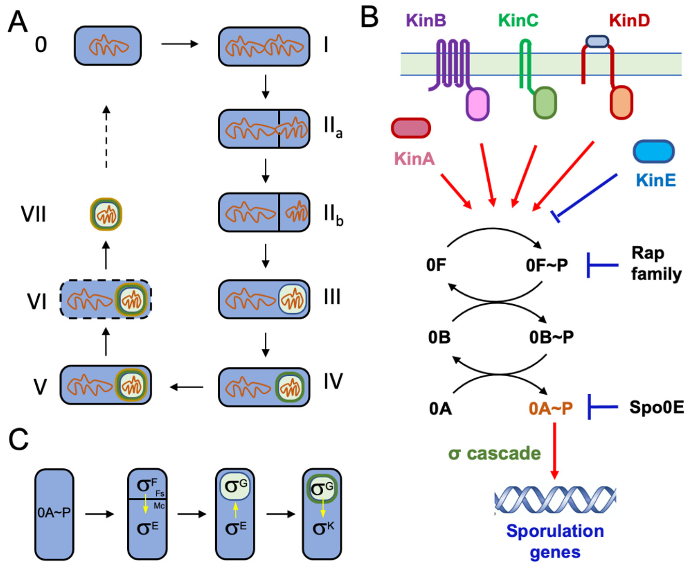 Microorganisms 10 01108 g001