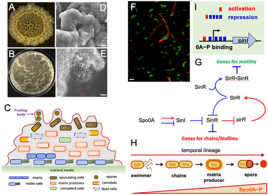Microorganisms 10 01108 g002 550