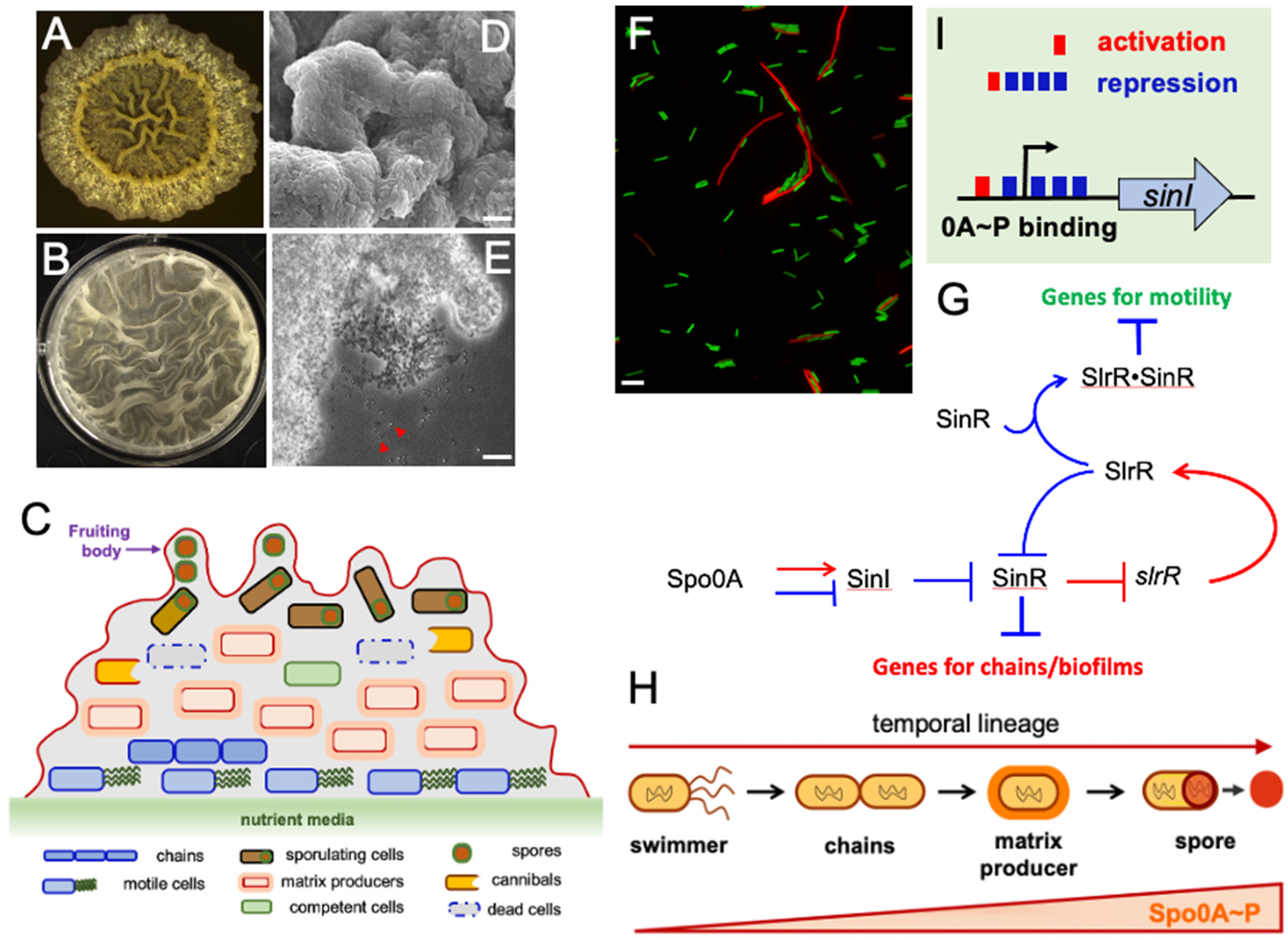 Microorganisms 10 01108 g002
