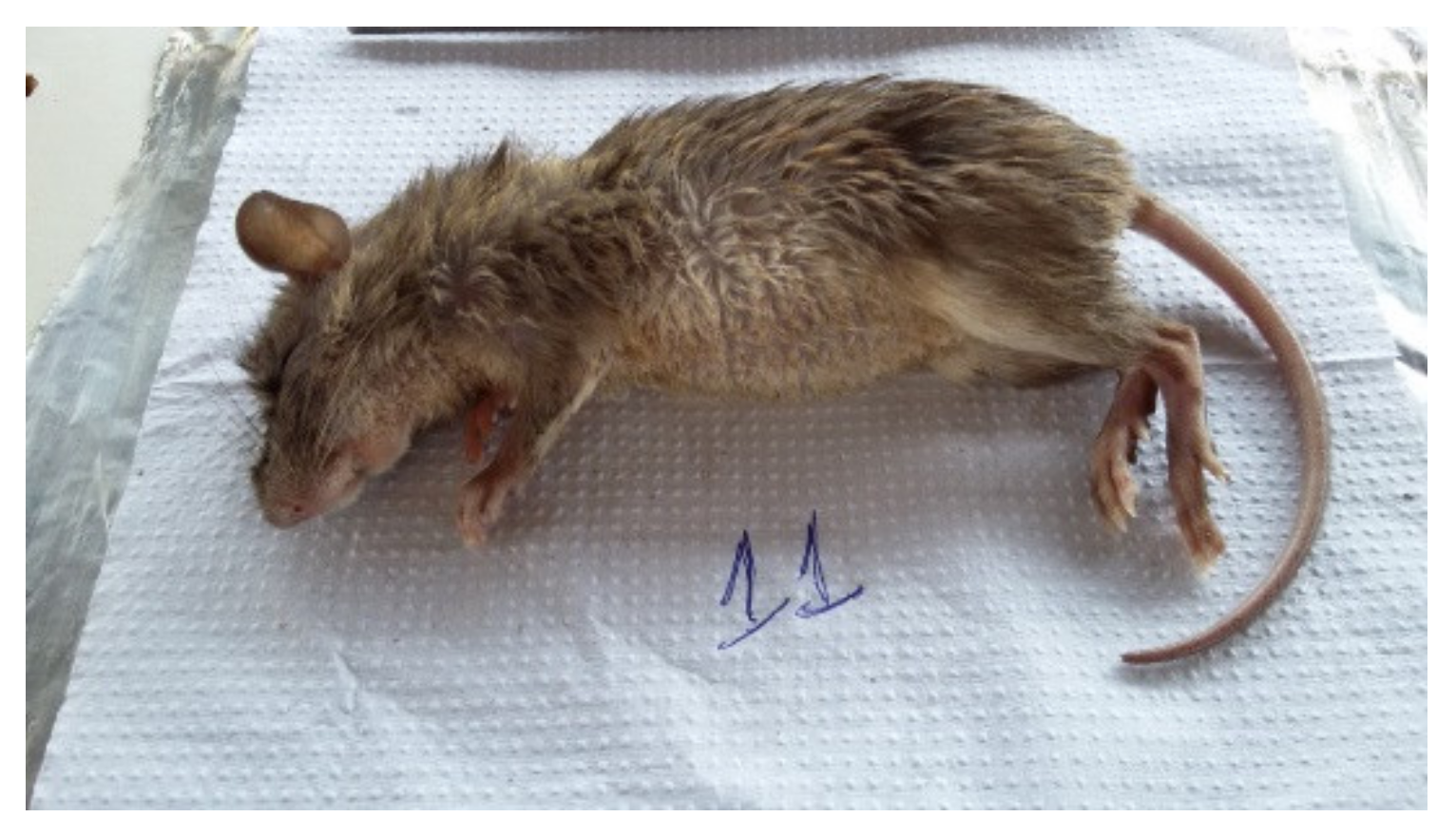 Microorganisms 10 01114 g005