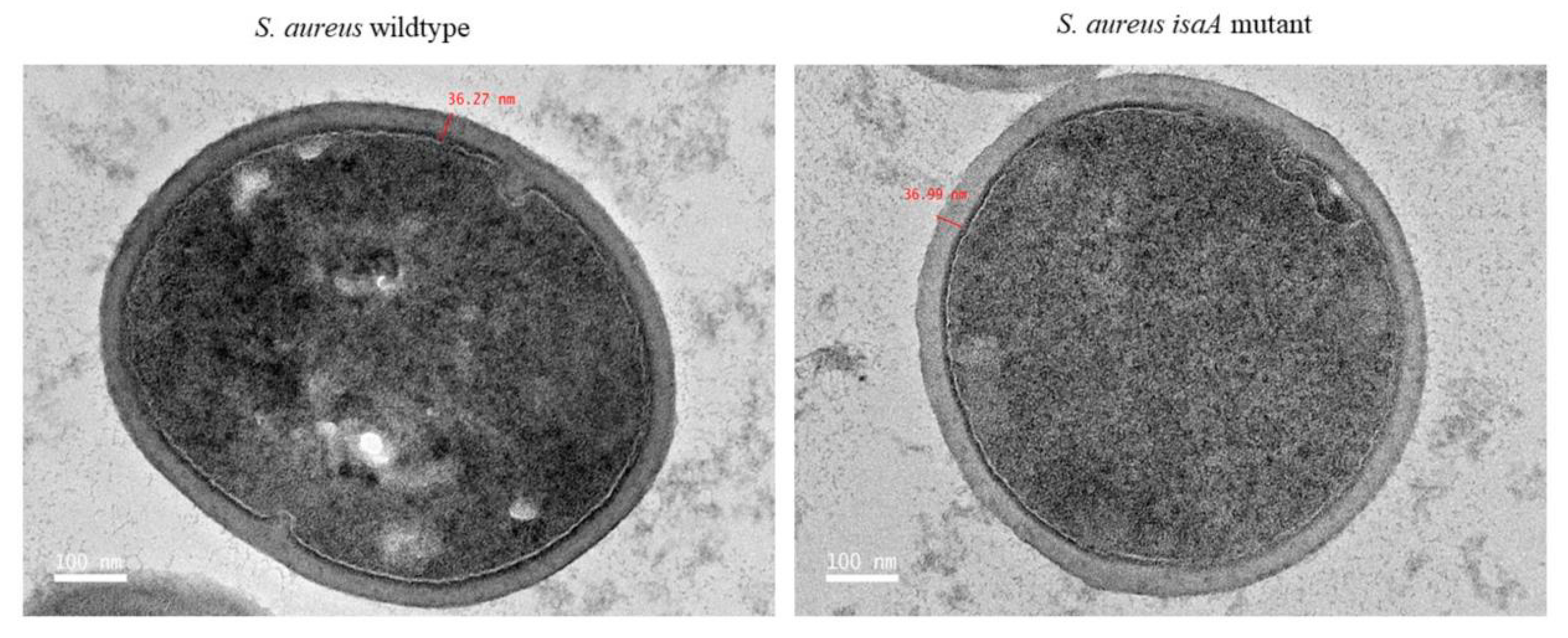Microorganisms 10 01119 g002 Microorganisms 10 01119 g002