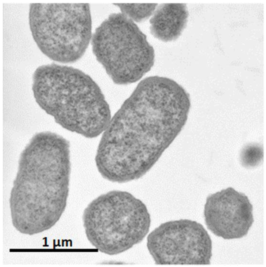 Microorganisms 10 01133 g002