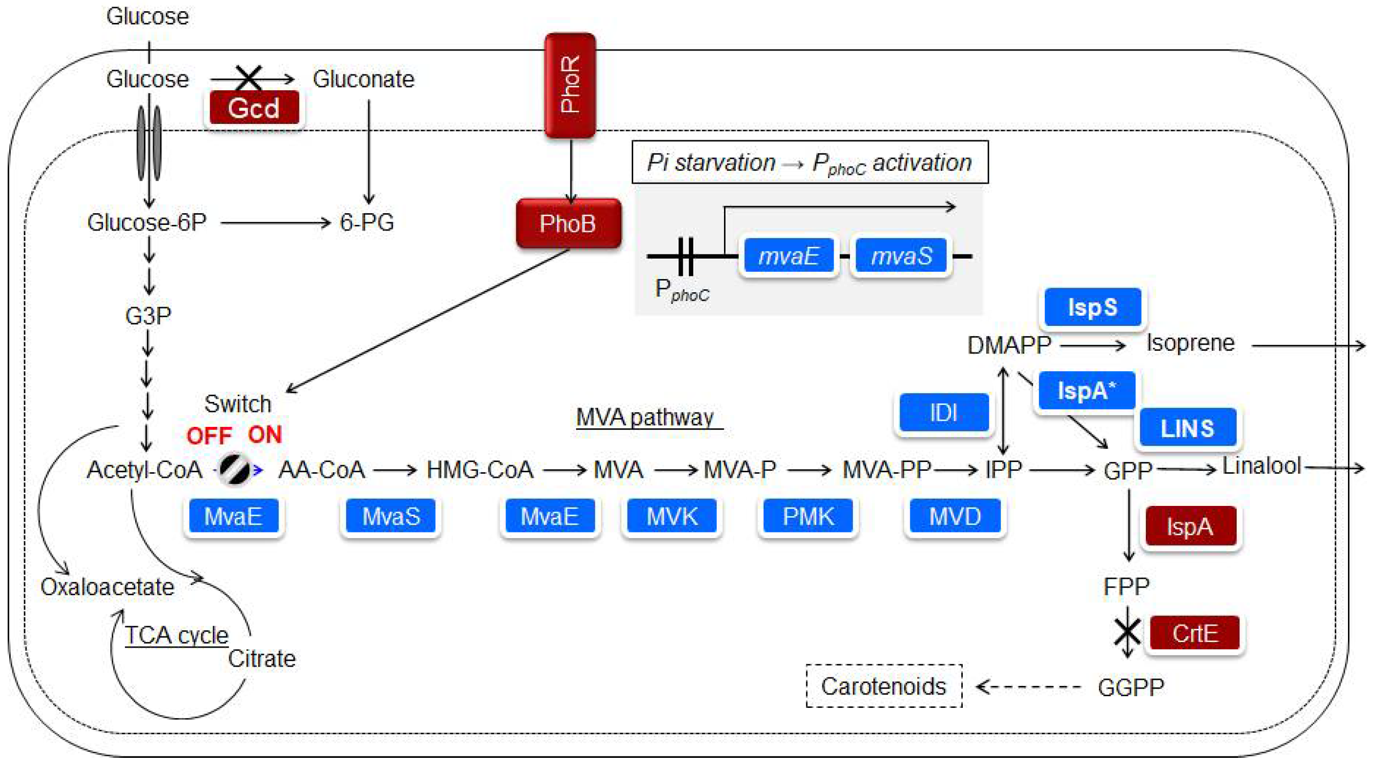 Microorganisms 10 01133 g004