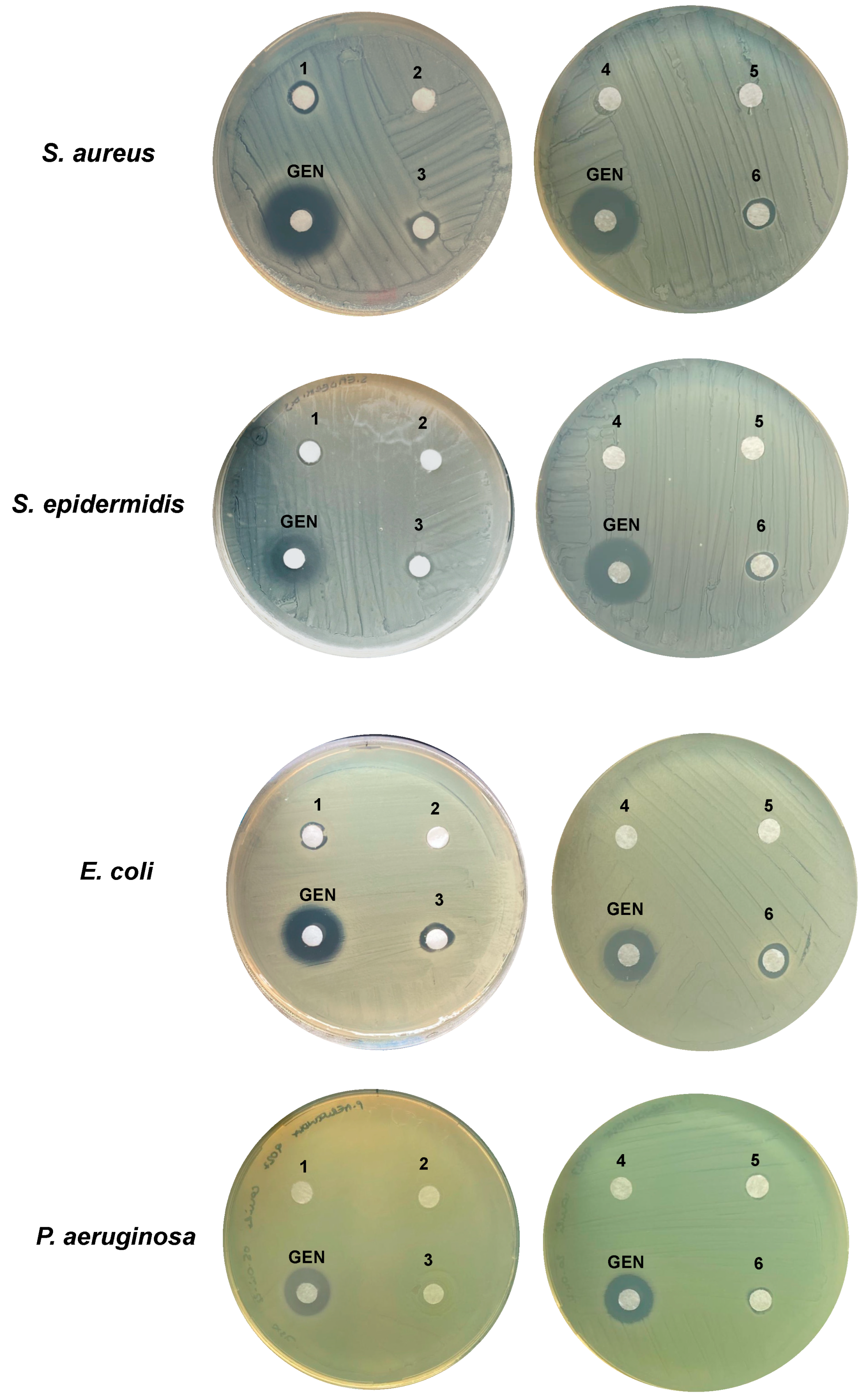 Microorganisms 10 01156 g001