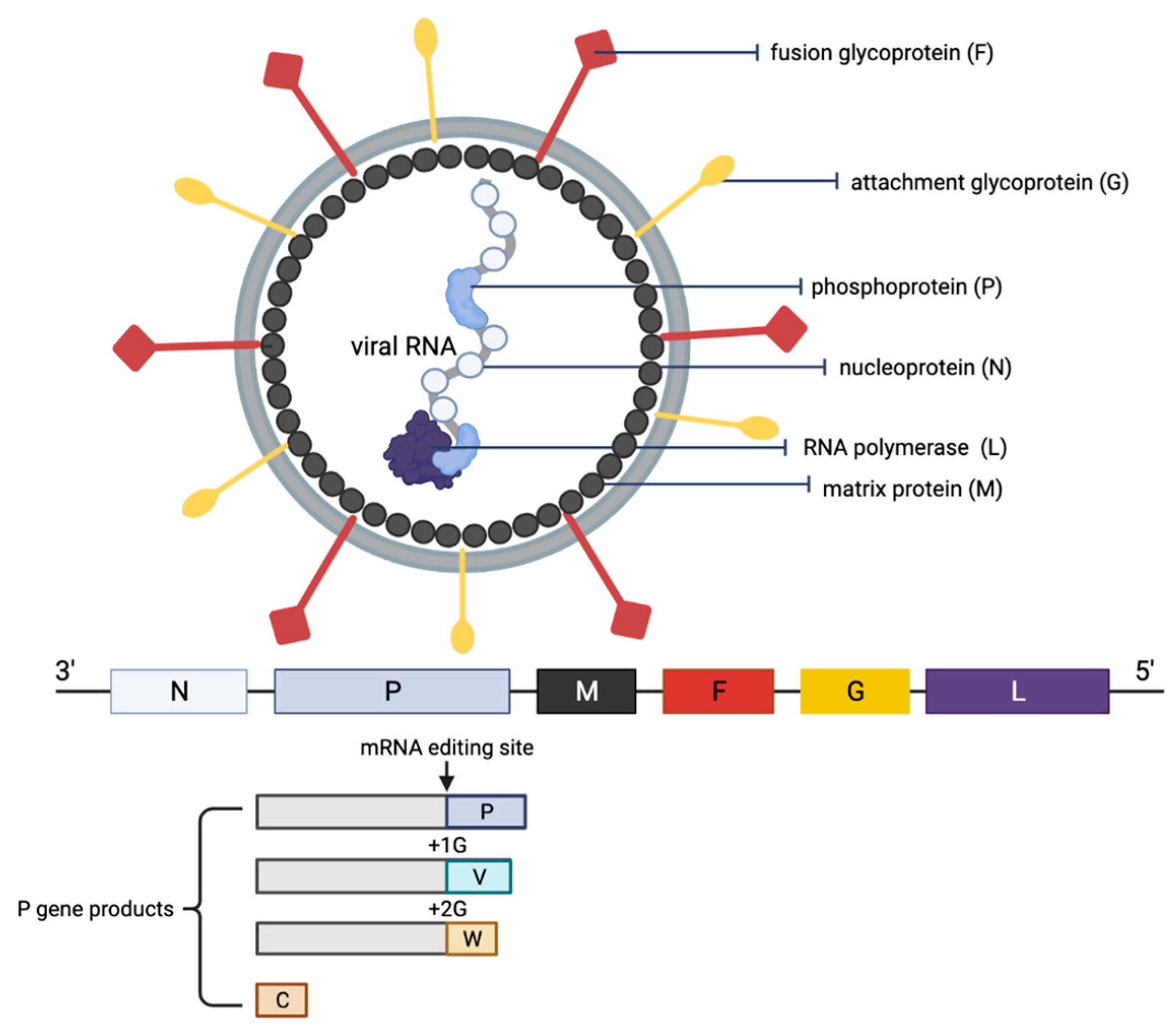 Microorganisms 10 01162 g002