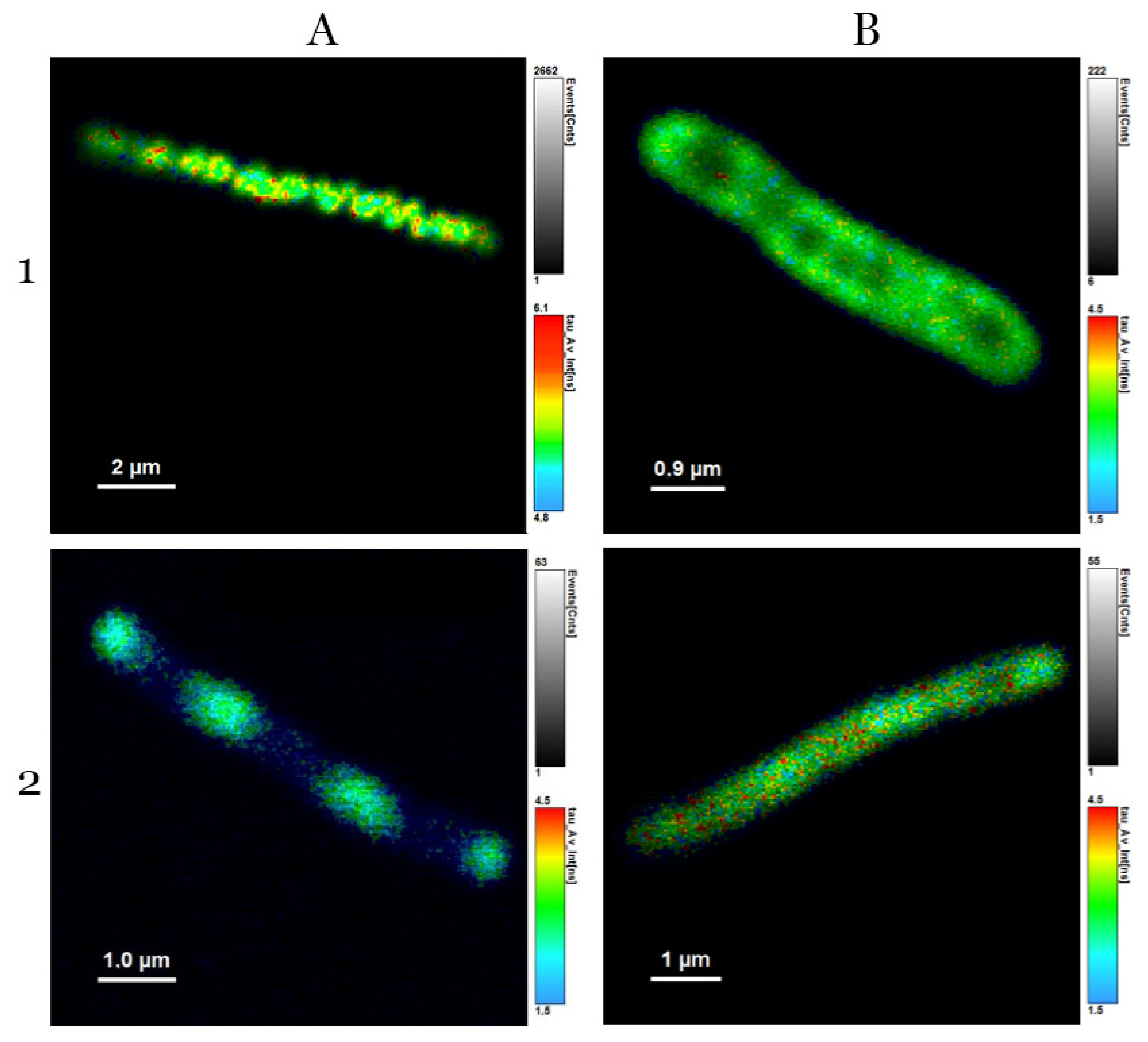 Microorganisms 10 01179 g005