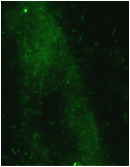 Microorganisms 10 01219 g0a1