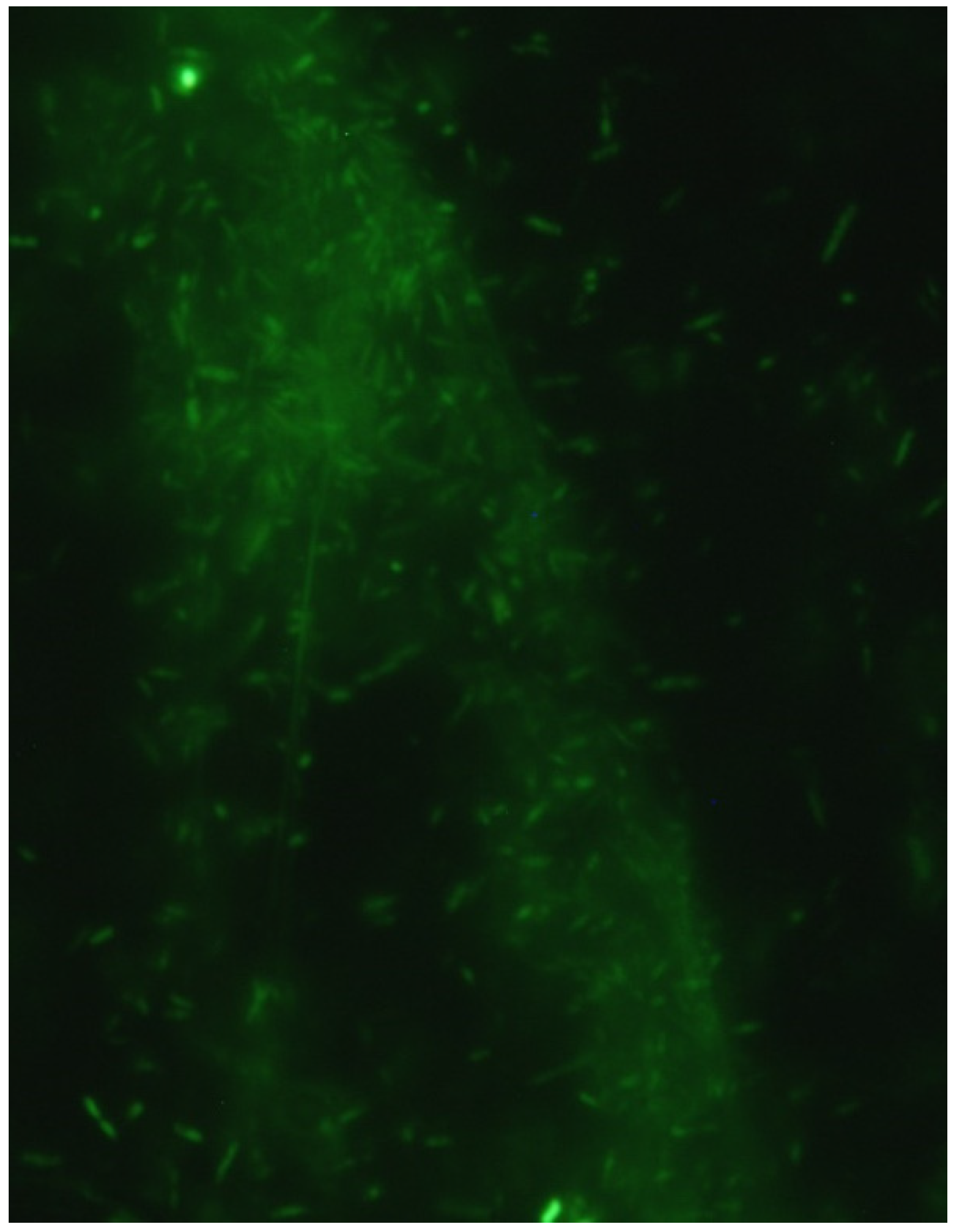 Microorganisms 10 01219 g0a1