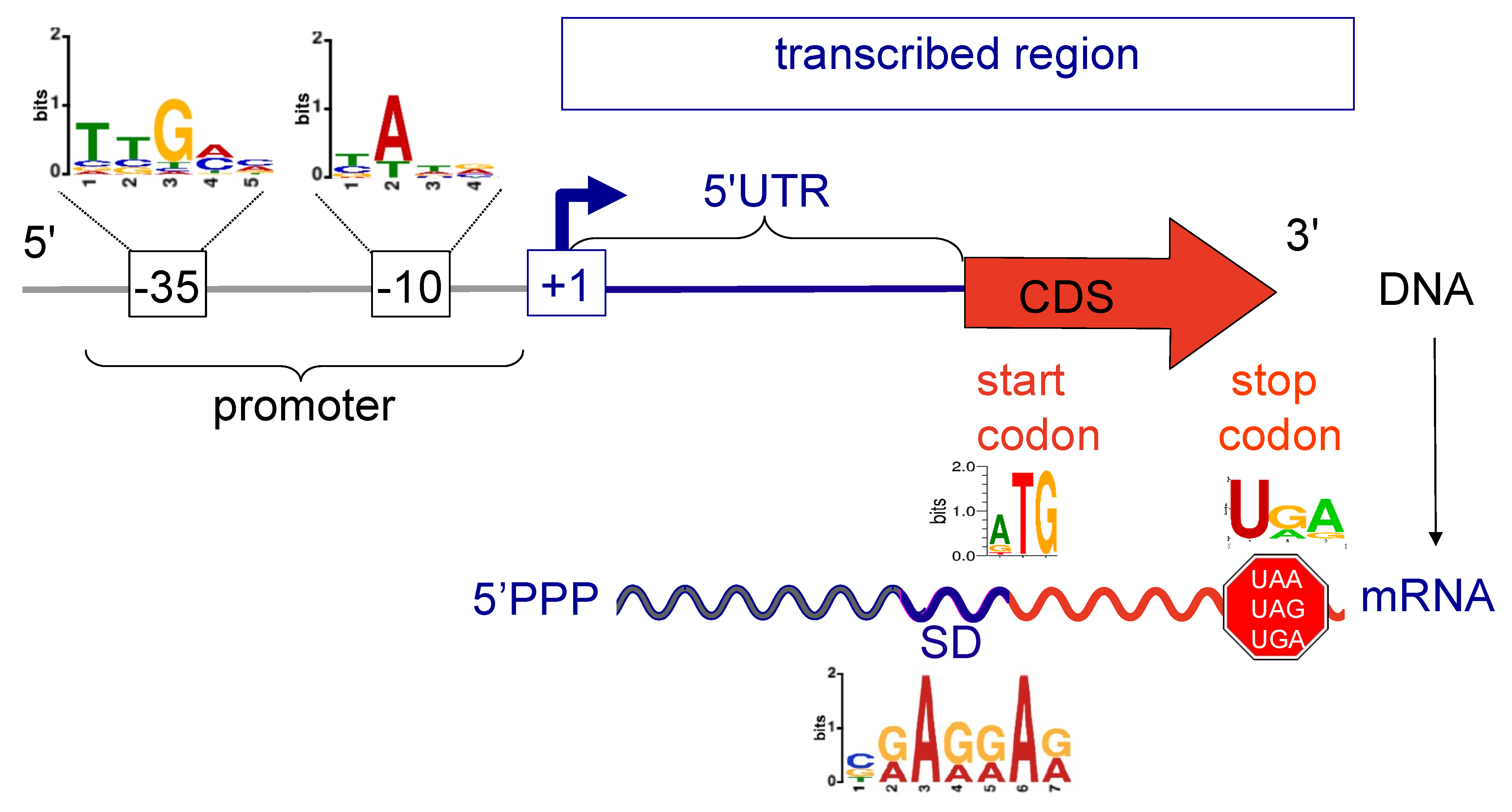 Microorganisms 10 01301 g004 Microorganisms 10 01301 g004