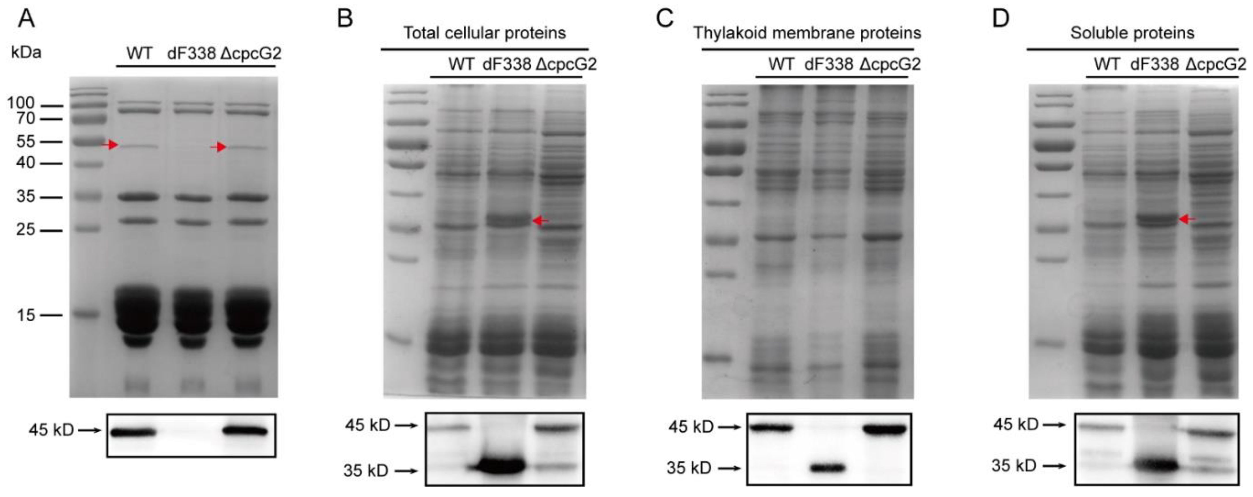Microorganisms 10 01313 g001