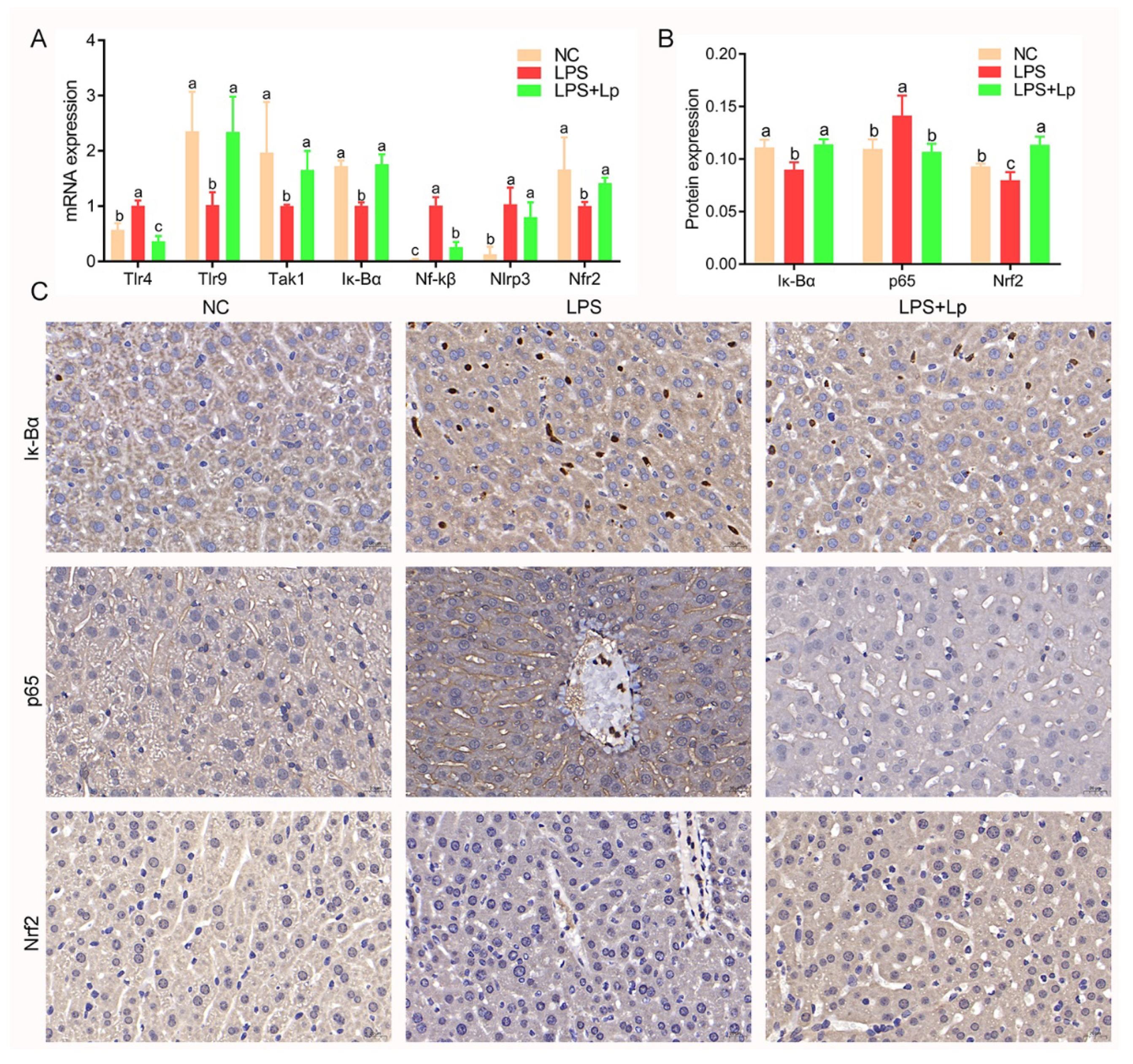 Microorganisms 10 01321 g007