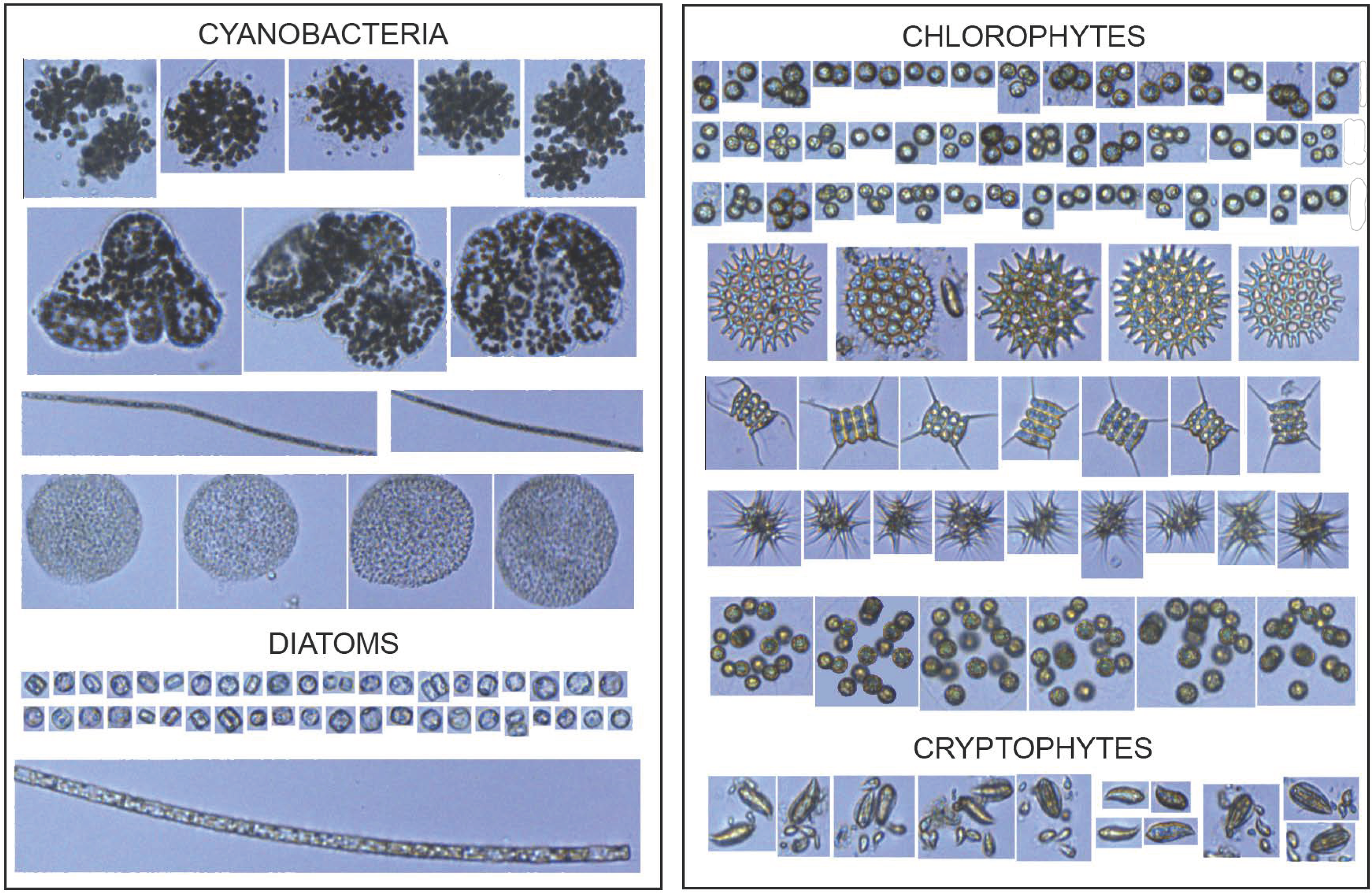 Microorganisms 10 01322 g004 Microorganisms 10 01322 g004