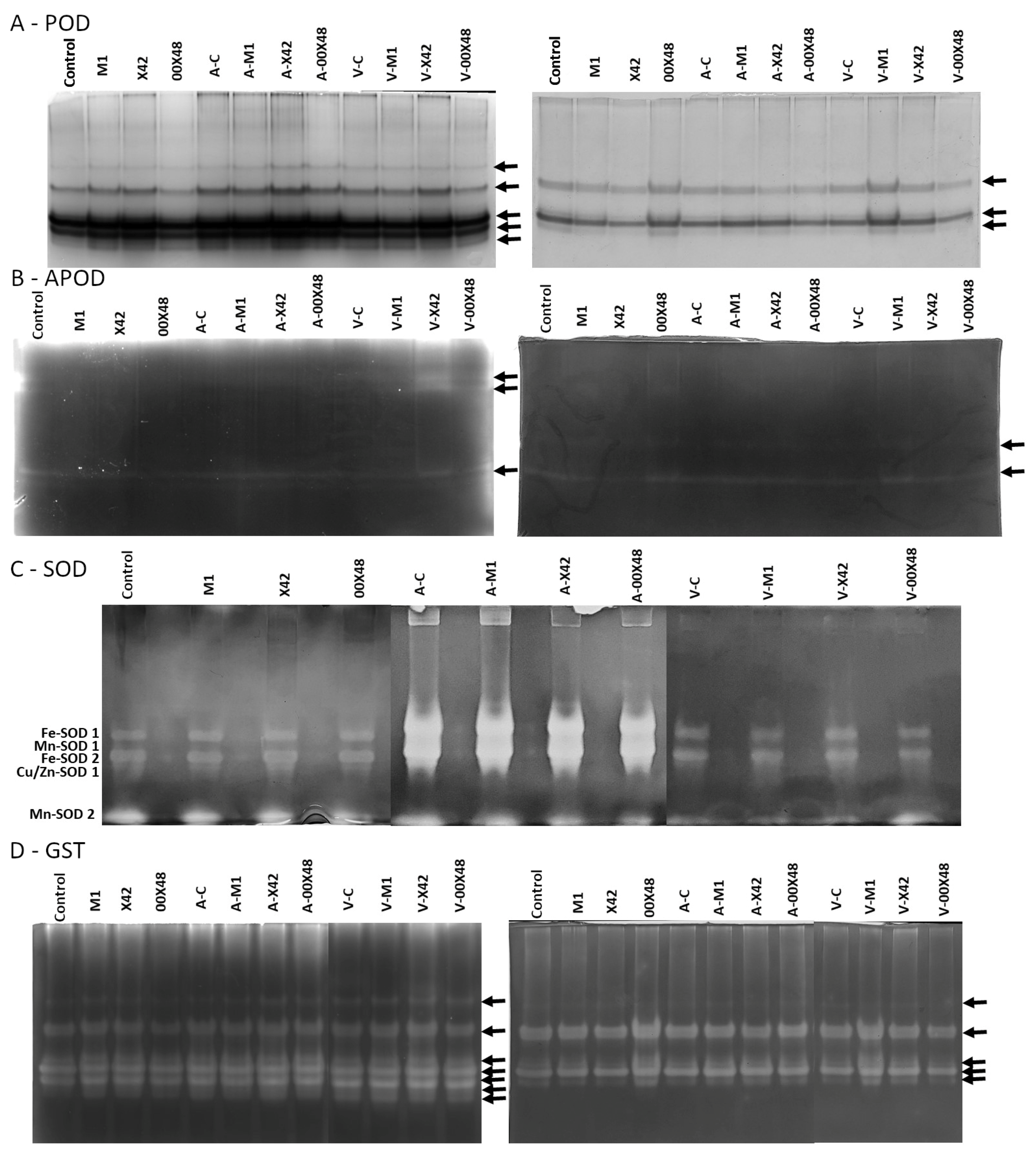 Microorganisms 10 01348 g005 Microorganisms 10 01348 g005