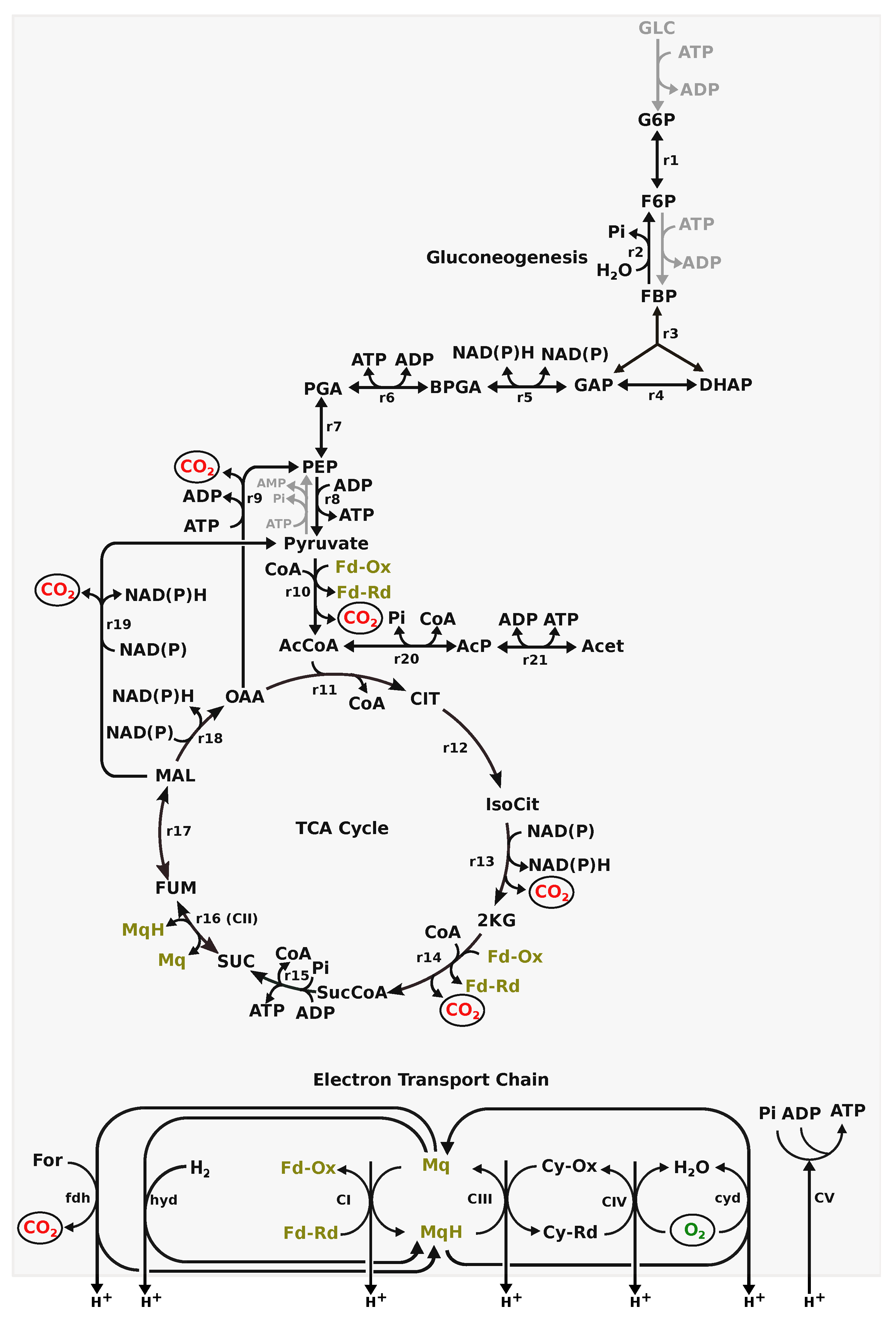 Microorganisms 10 01355 g001