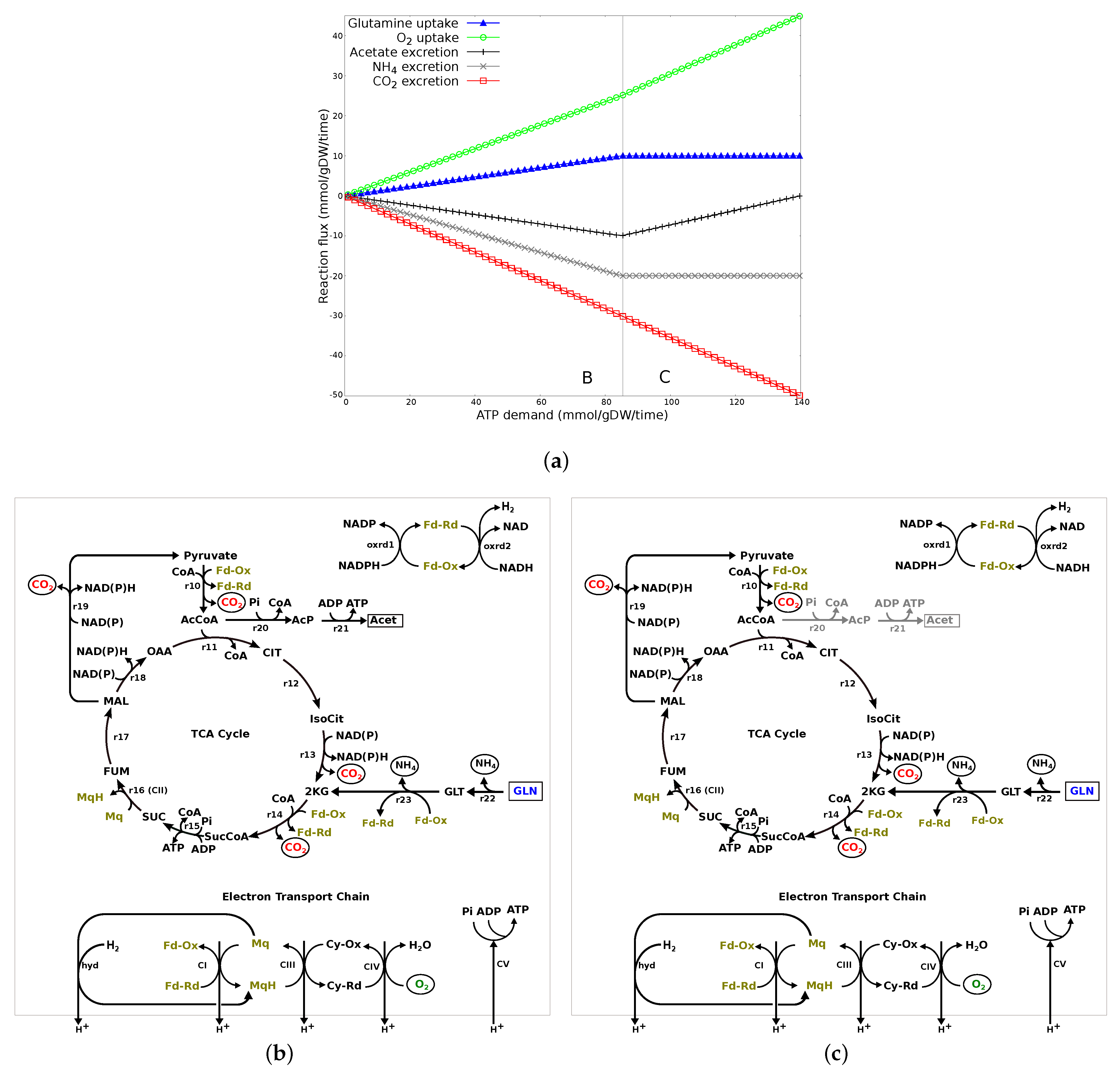 Microorganisms 10 01355 g003