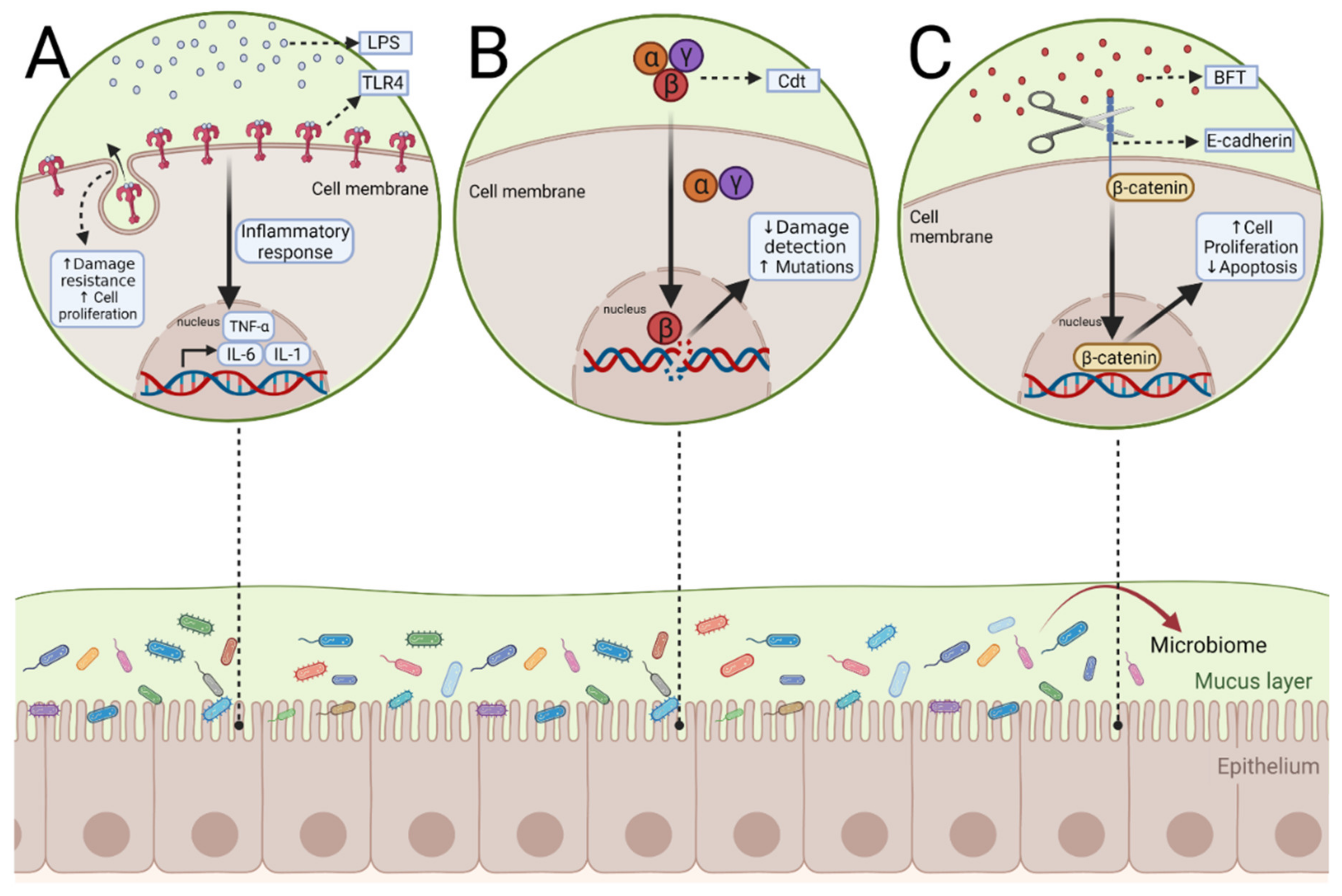 Microorganisms 10 01371 g003