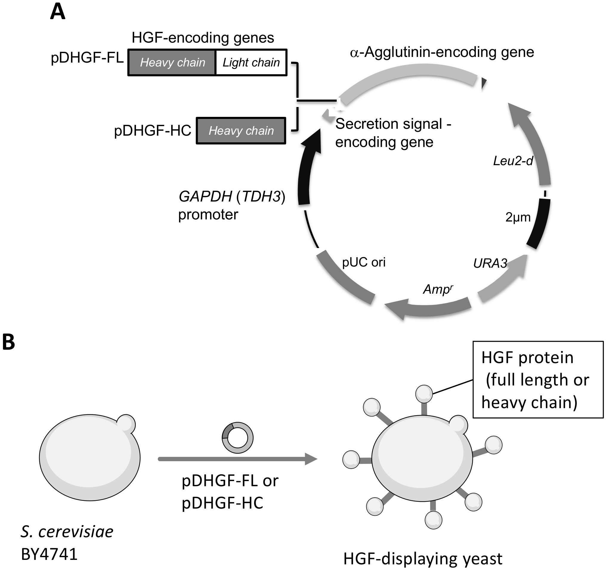 Microorganisms 10 01373 g001
