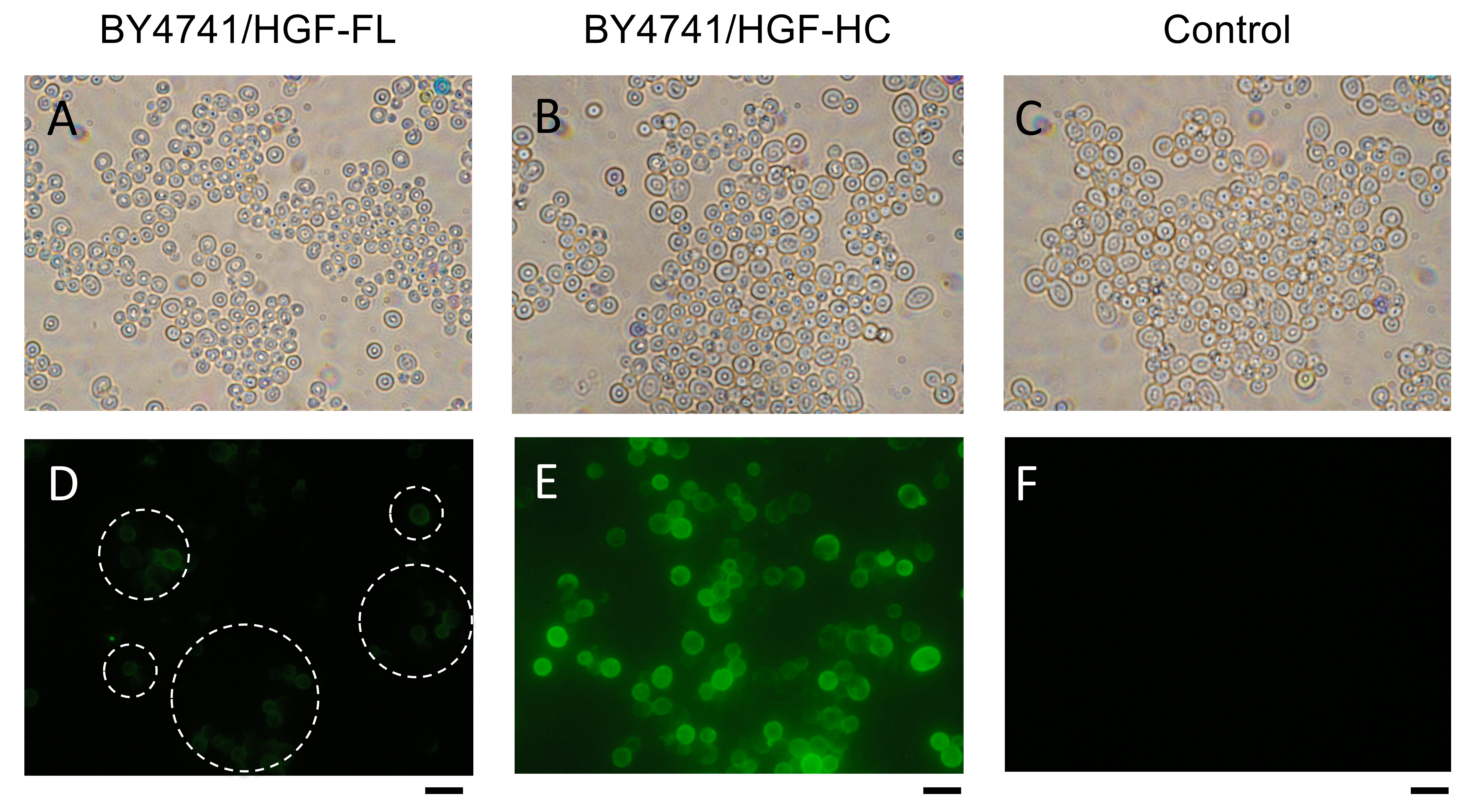 Microorganisms 10 01373 g002