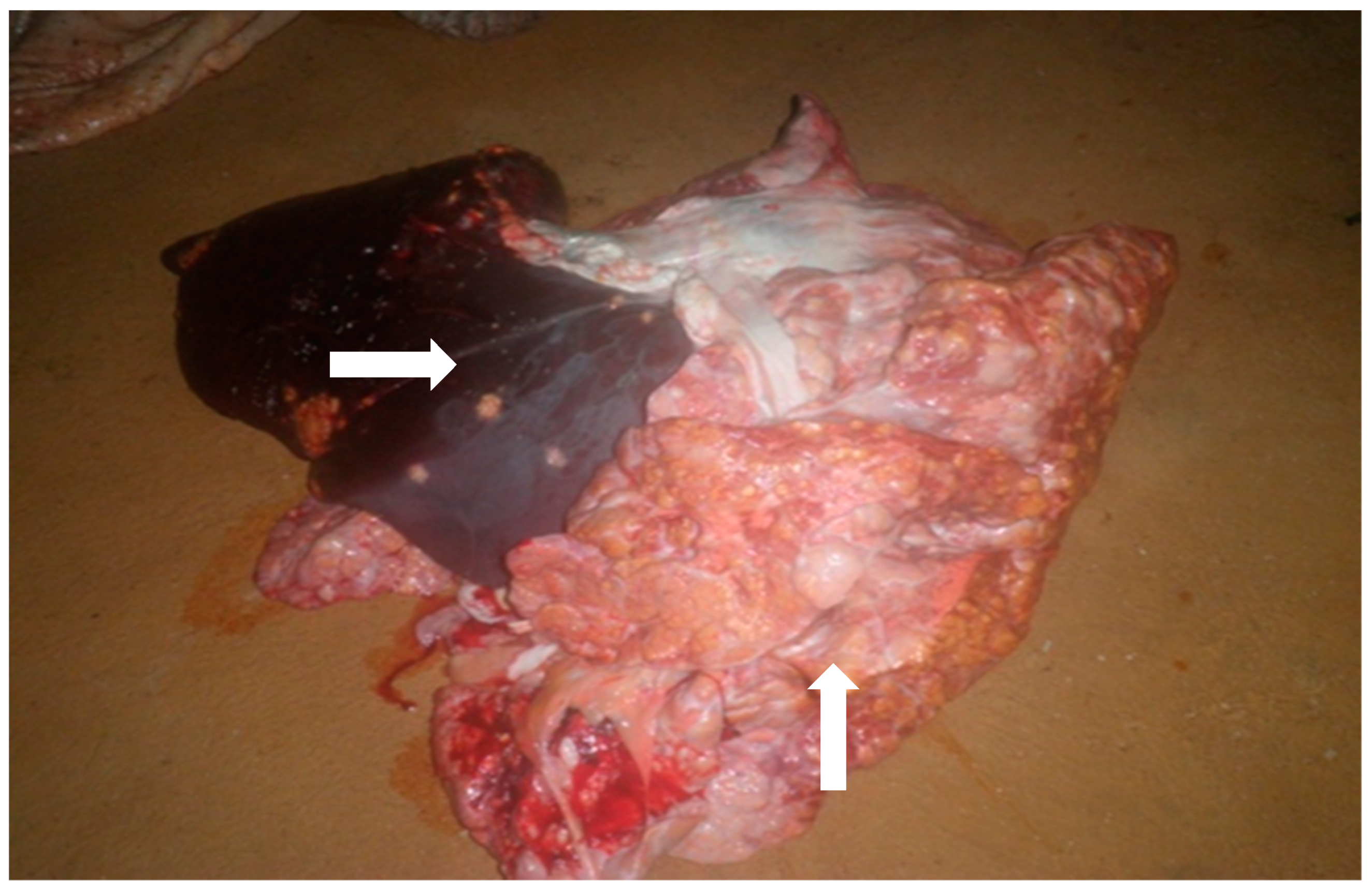 Microorganisms 10 01378 g002