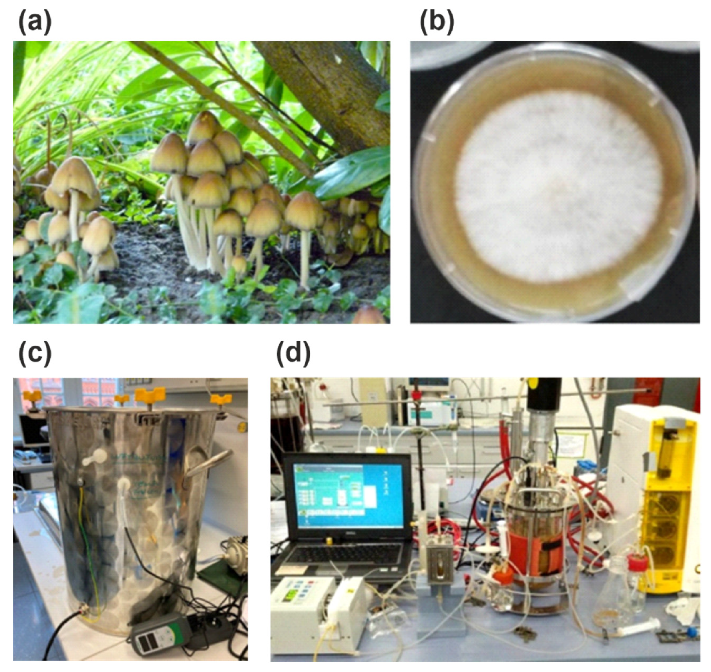 Microorganisms 10 01379 g001