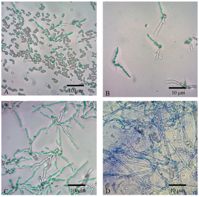 Microorganisms 10 01460 g008