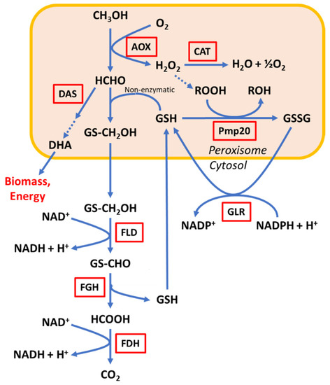 Microorganisms 10 01466 g001