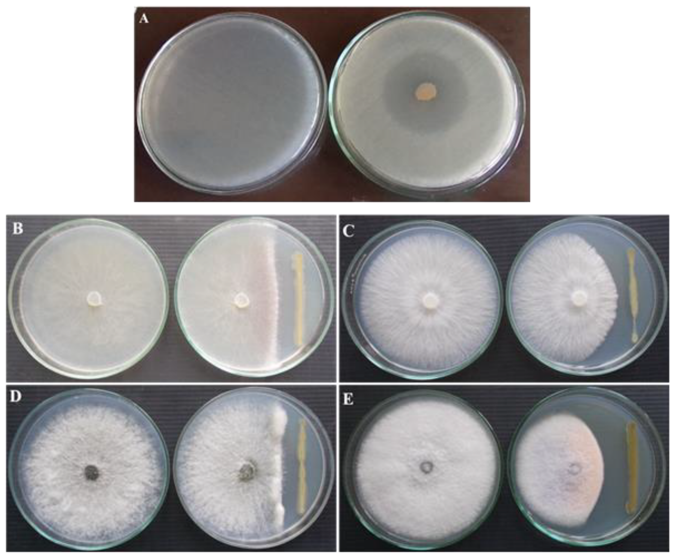 Microorganisms 10 01508 g001