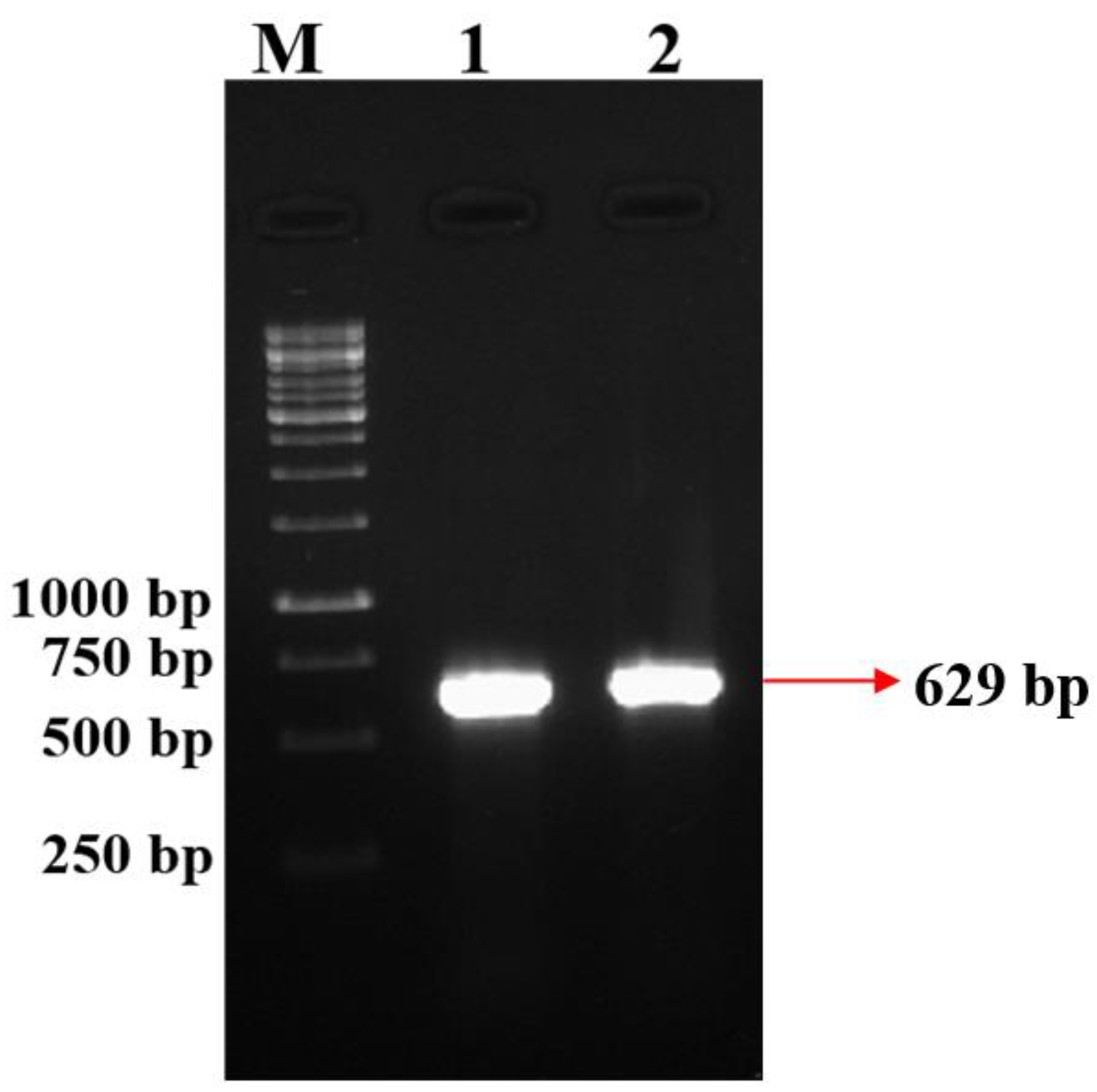 Microorganisms 10 01508 g003