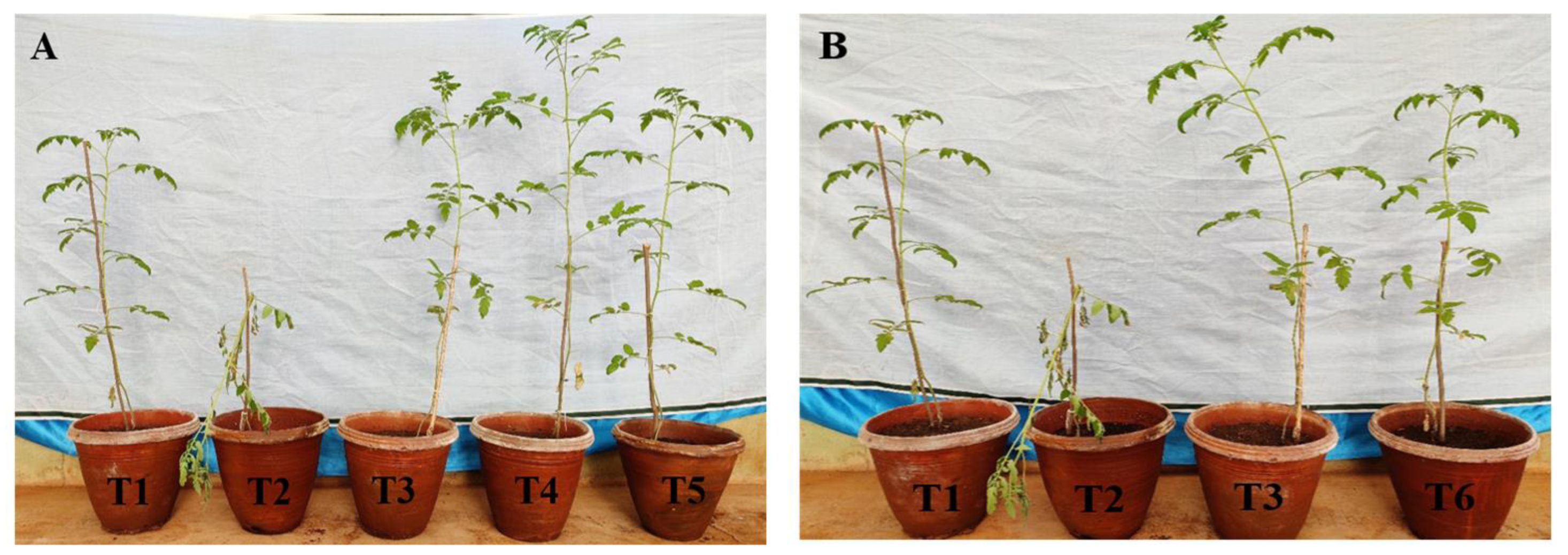 Microorganisms 10 01508 g010a