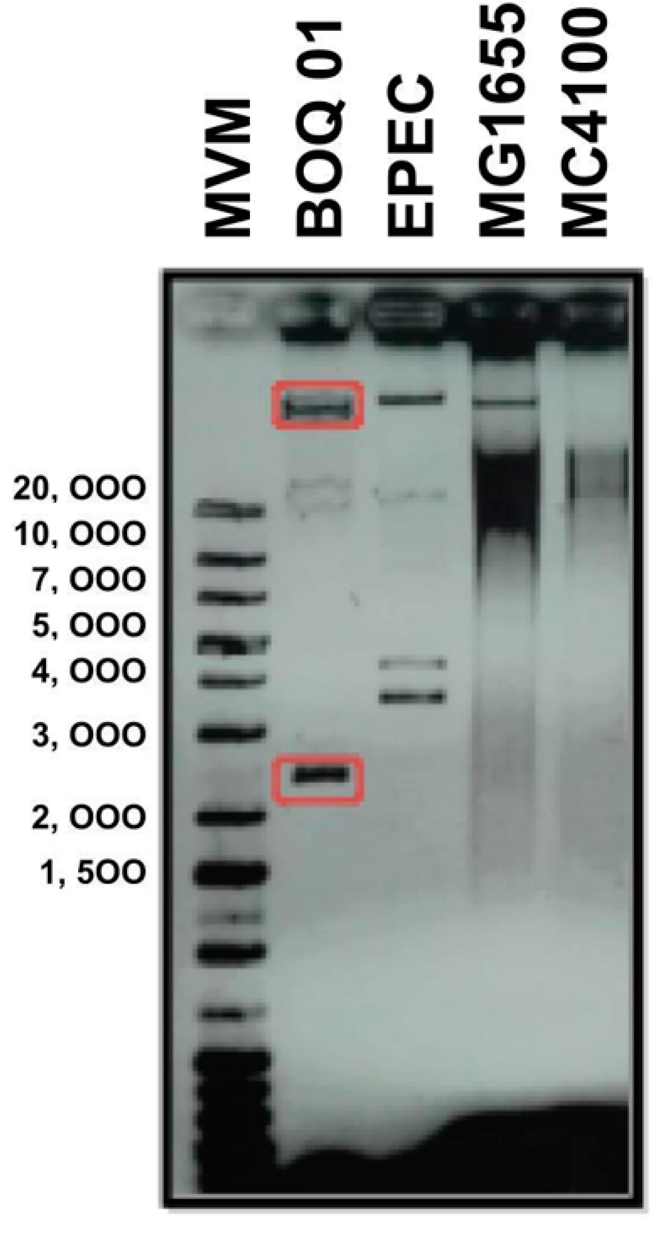 Microorganisms 10 01509 g001 Microorganisms 10 01509 g001
