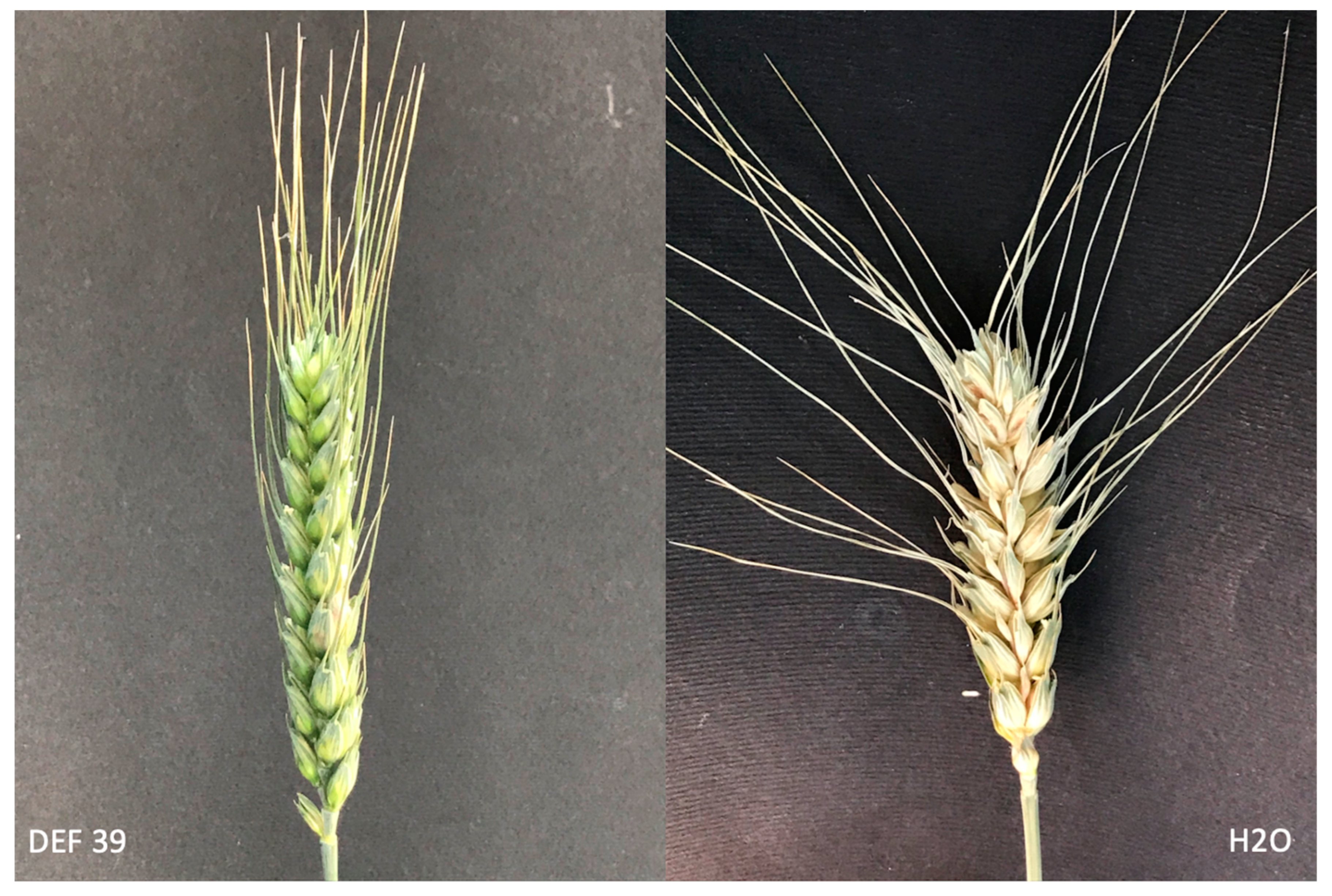 Microorganisms 10 01536 g001