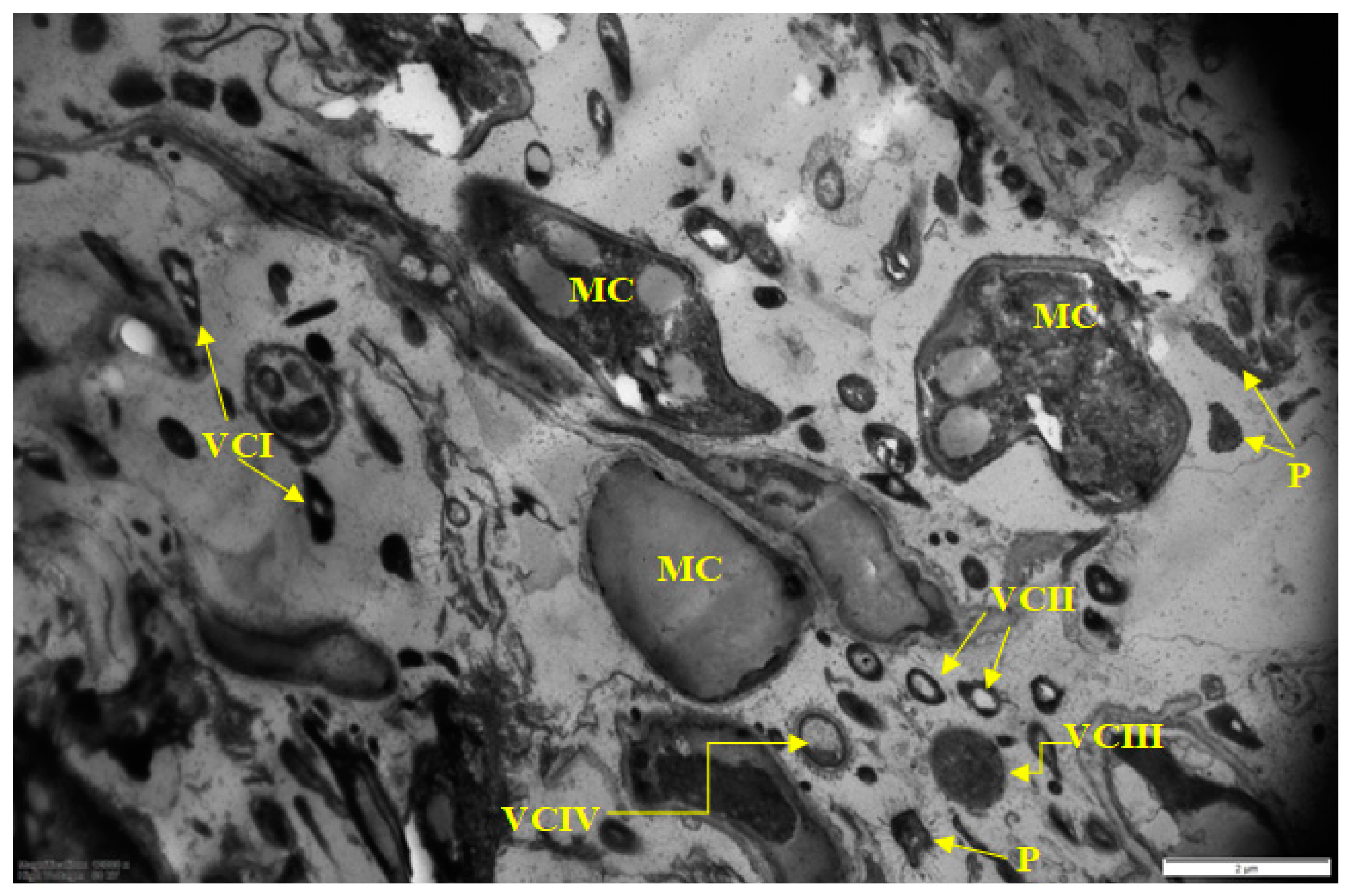 Microorganisms 10 01583 g001
