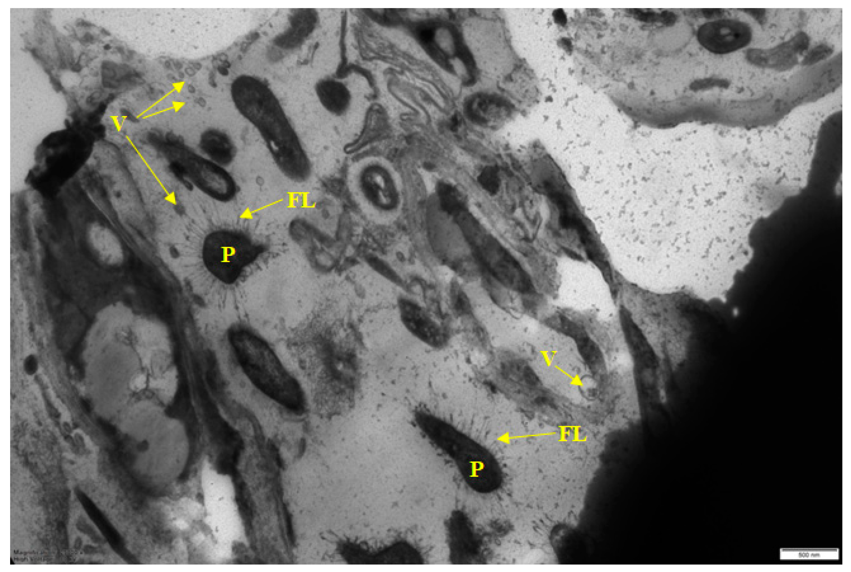 Microorganisms 10 01583 g002