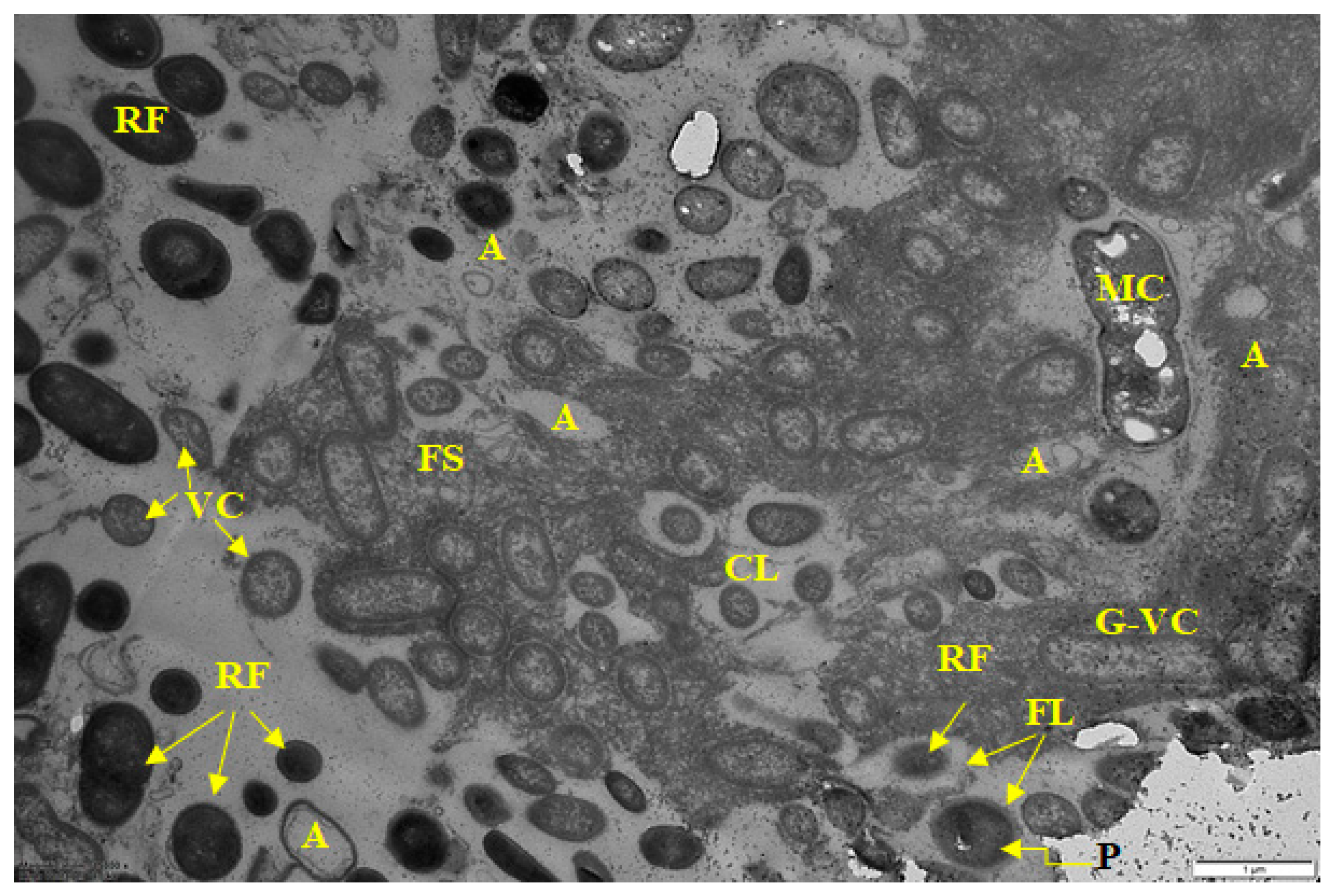 Microorganisms 10 01583 g003
