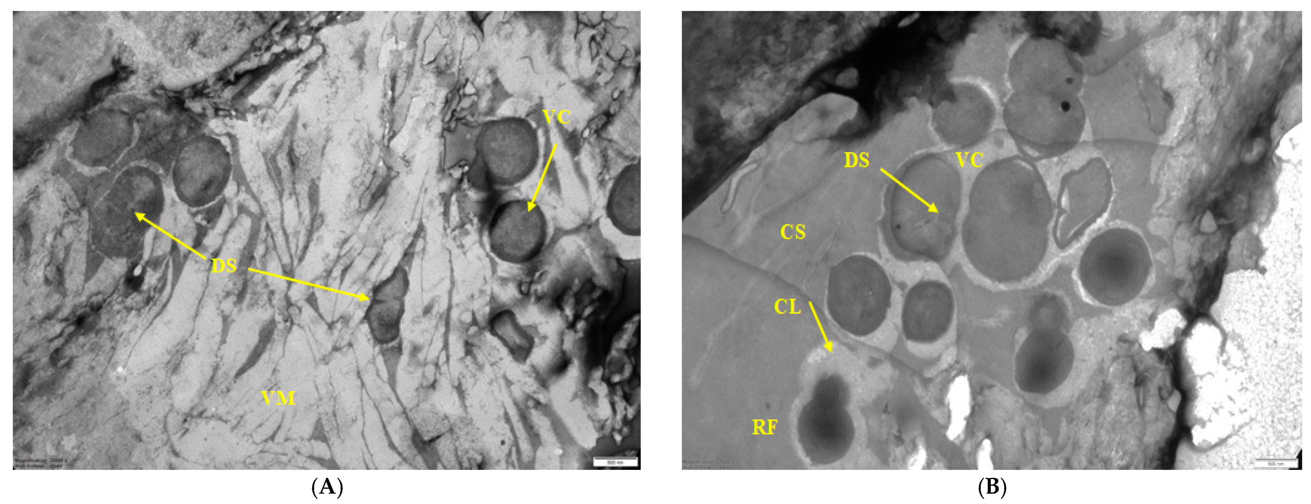 Microorganisms 10 01583 g006