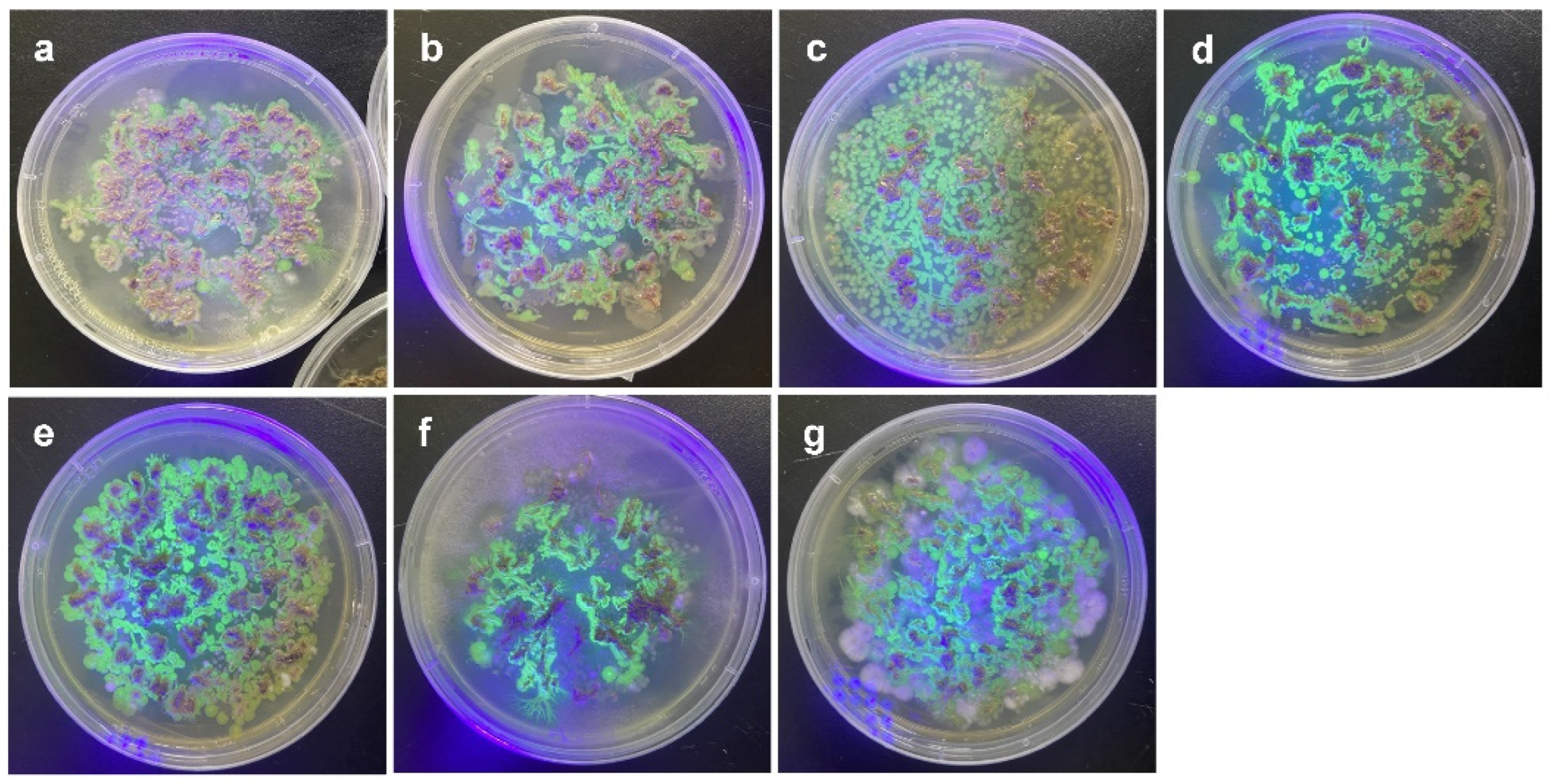 Microorganisms 10 01604 g002