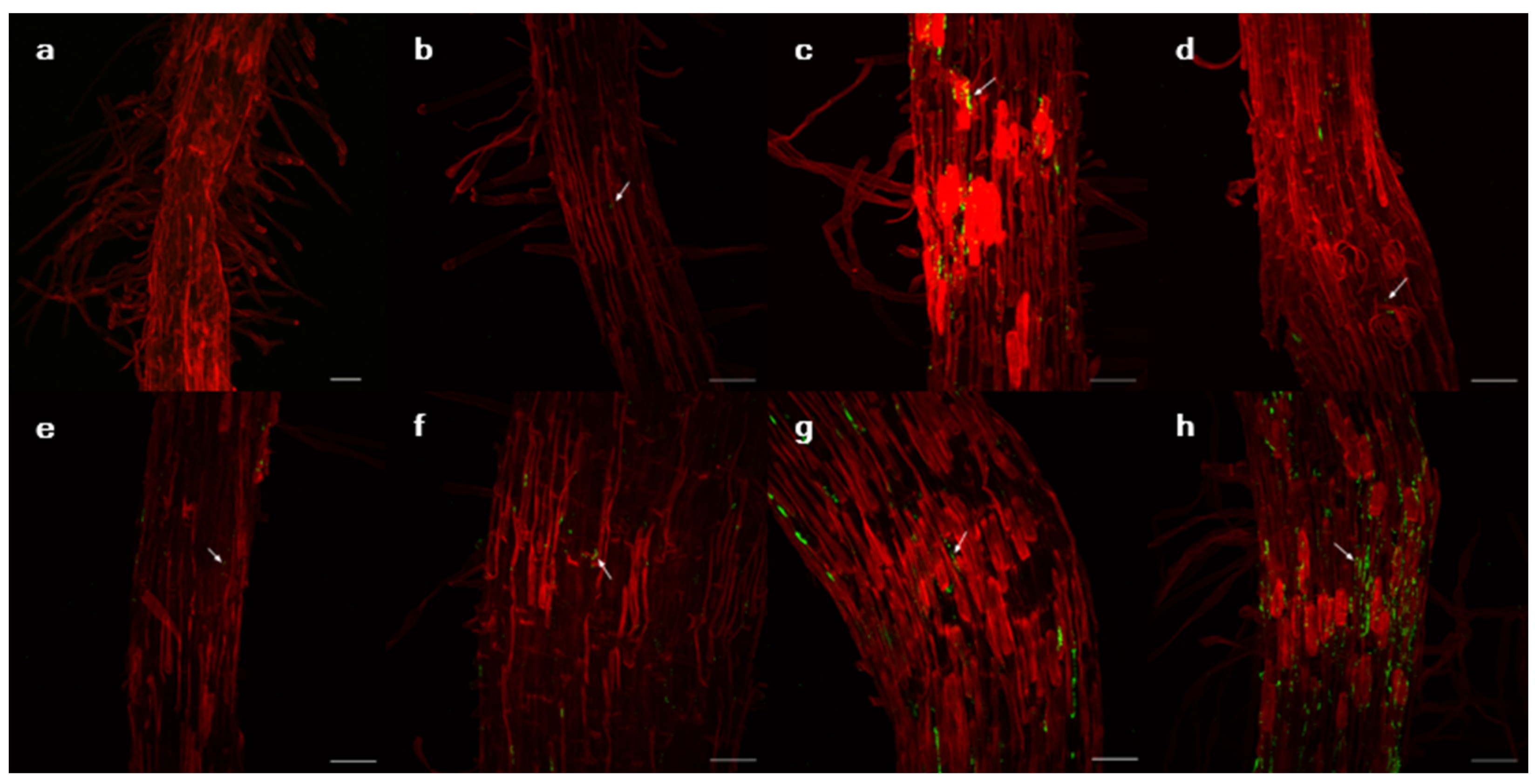 Microorganisms 10 01604 g003