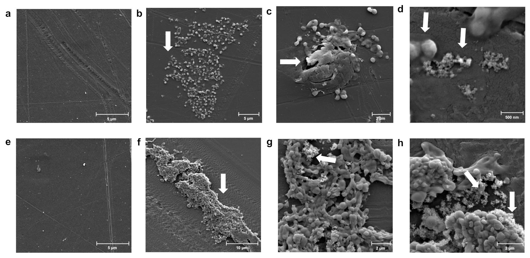 Microorganisms 10 01619 g003 Microorganisms 10 01619 g003