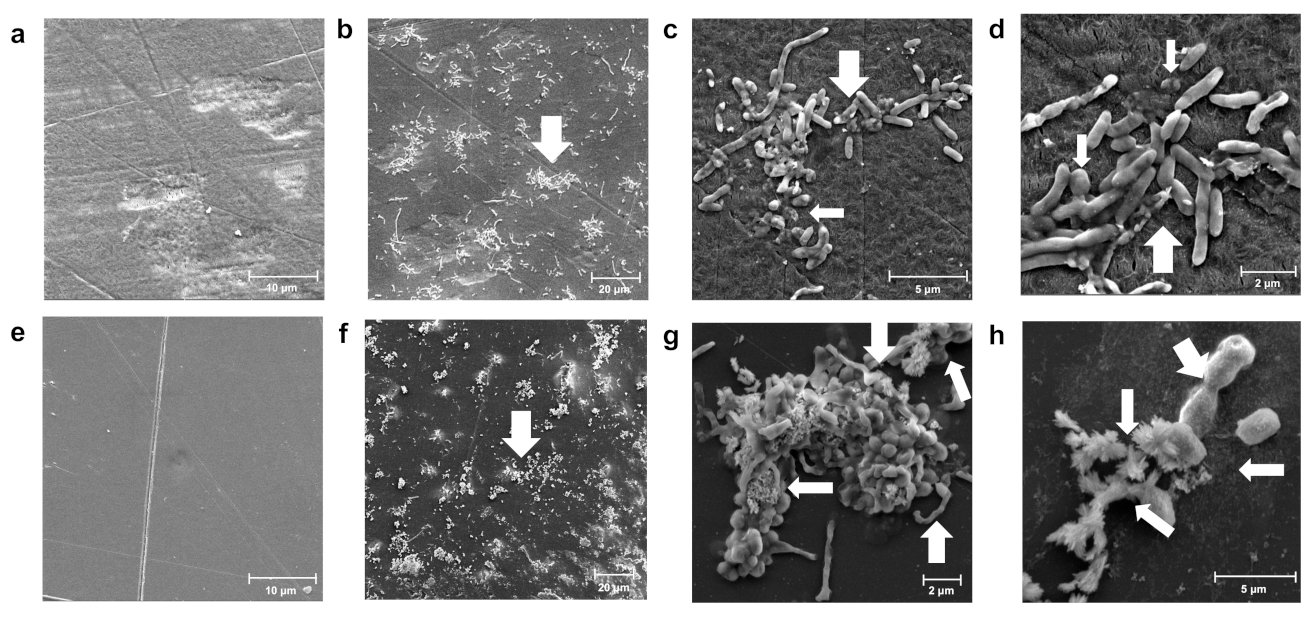 Microorganisms 10 01619 g004 Microorganisms 10 01619 g004