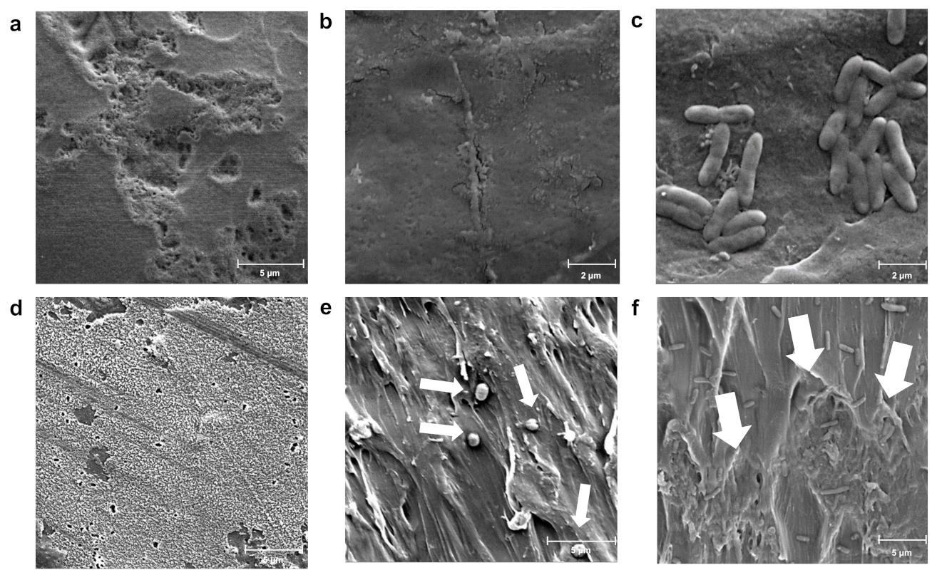 Microorganisms 10 01619 g005 Microorganisms 10 01619 g005