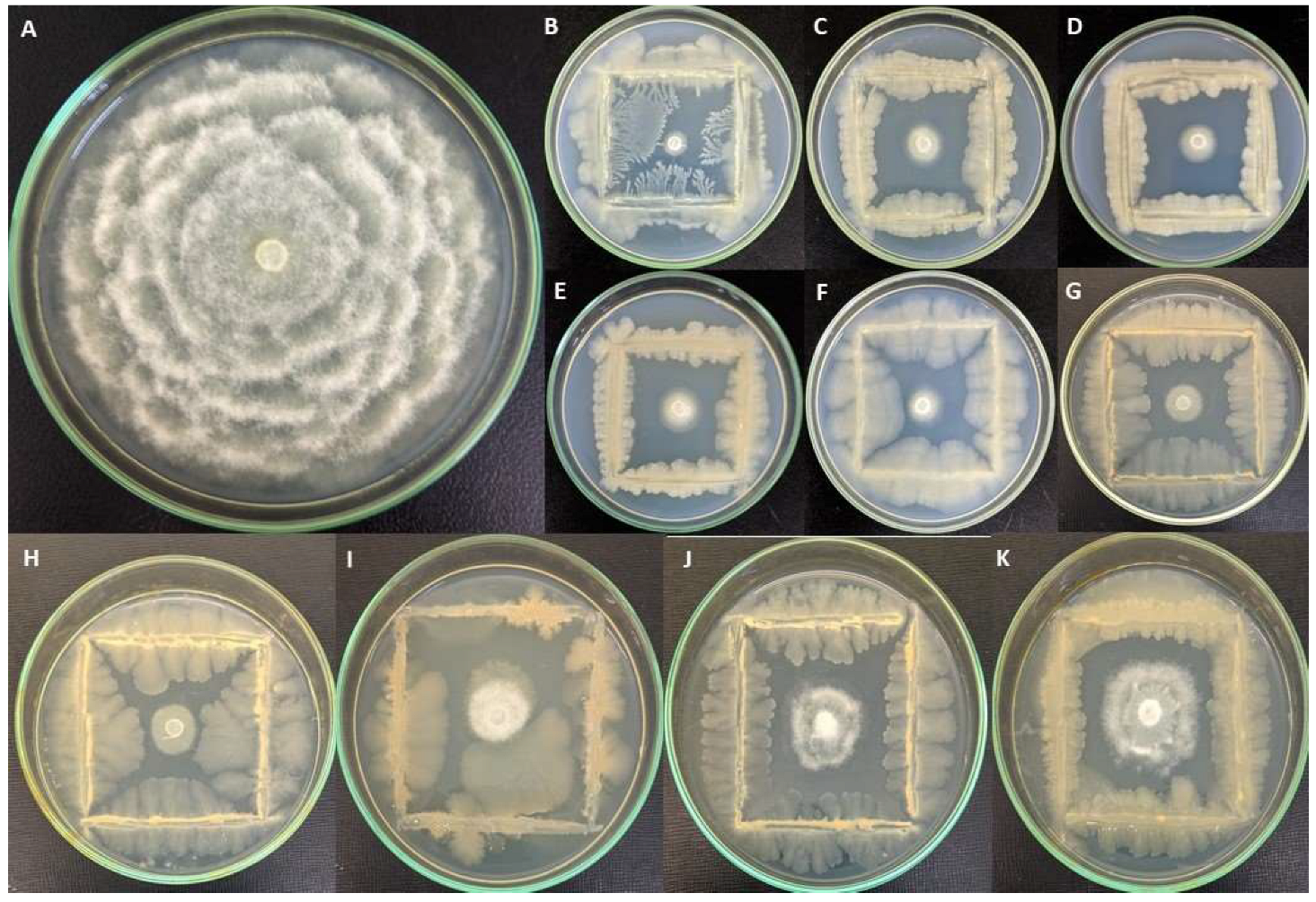 Microorganisms 10 01635 g001