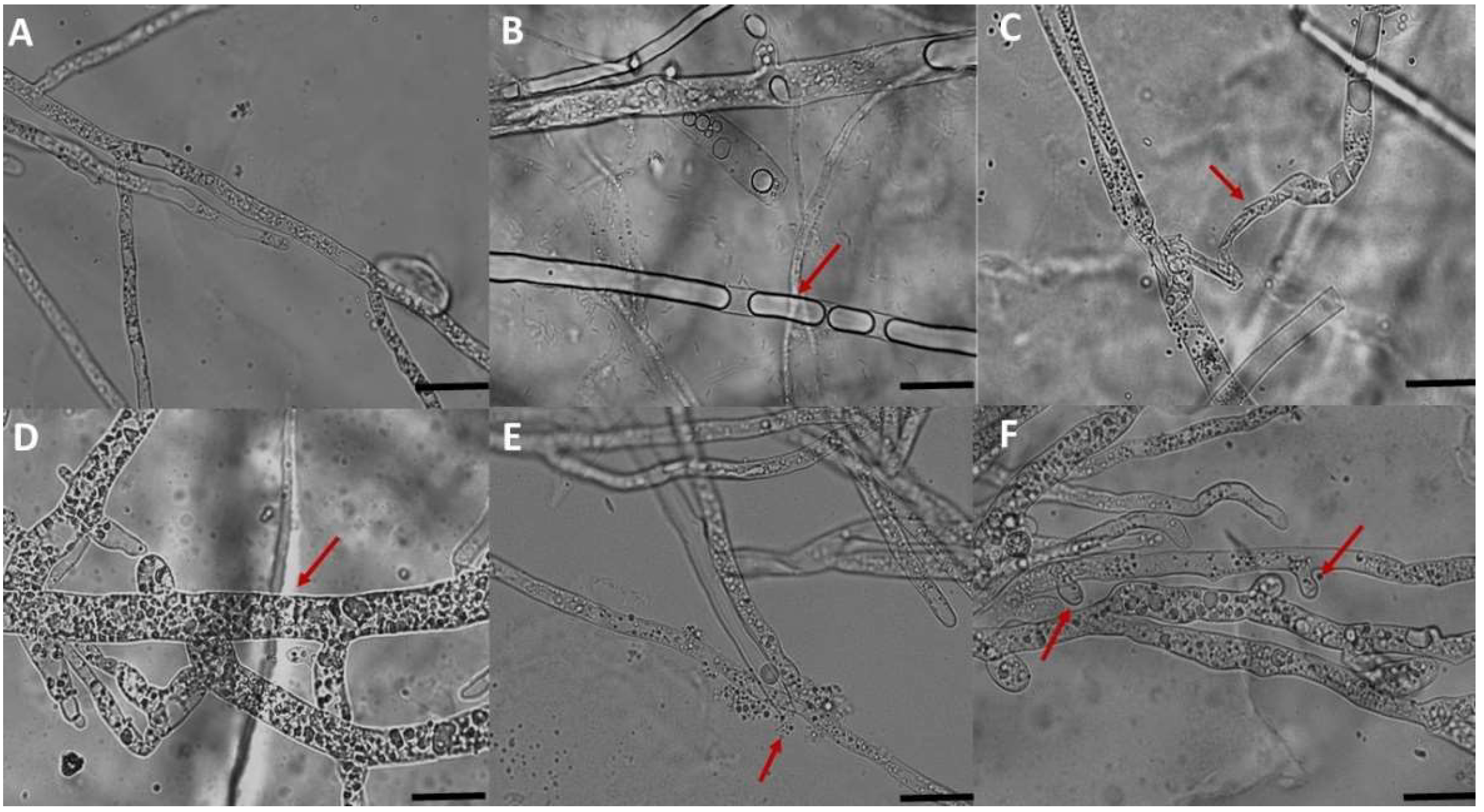 Microorganisms 10 01635 g002