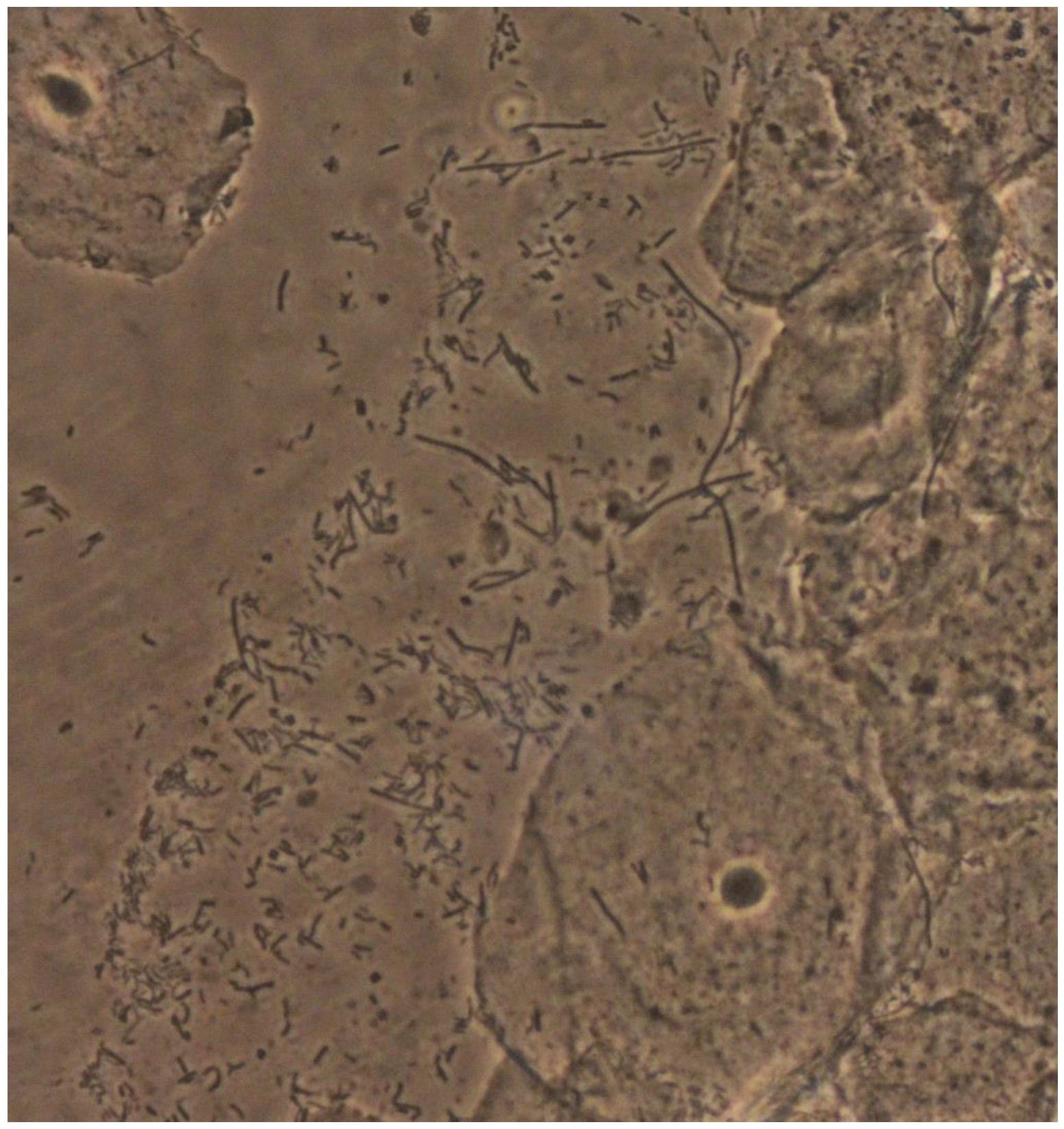 Microorganisms 10 01645 g001