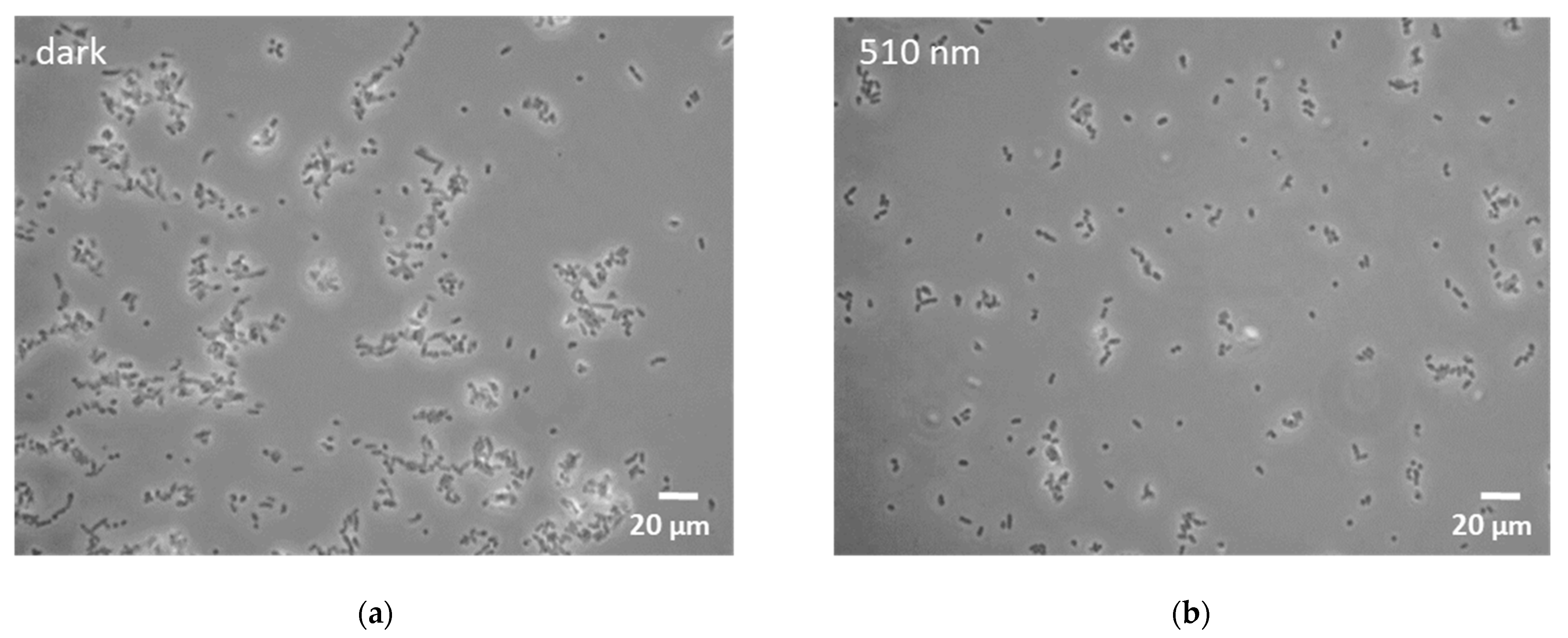 Microorganisms 10 01680 g002a Microorganisms 10 01680 g002a
