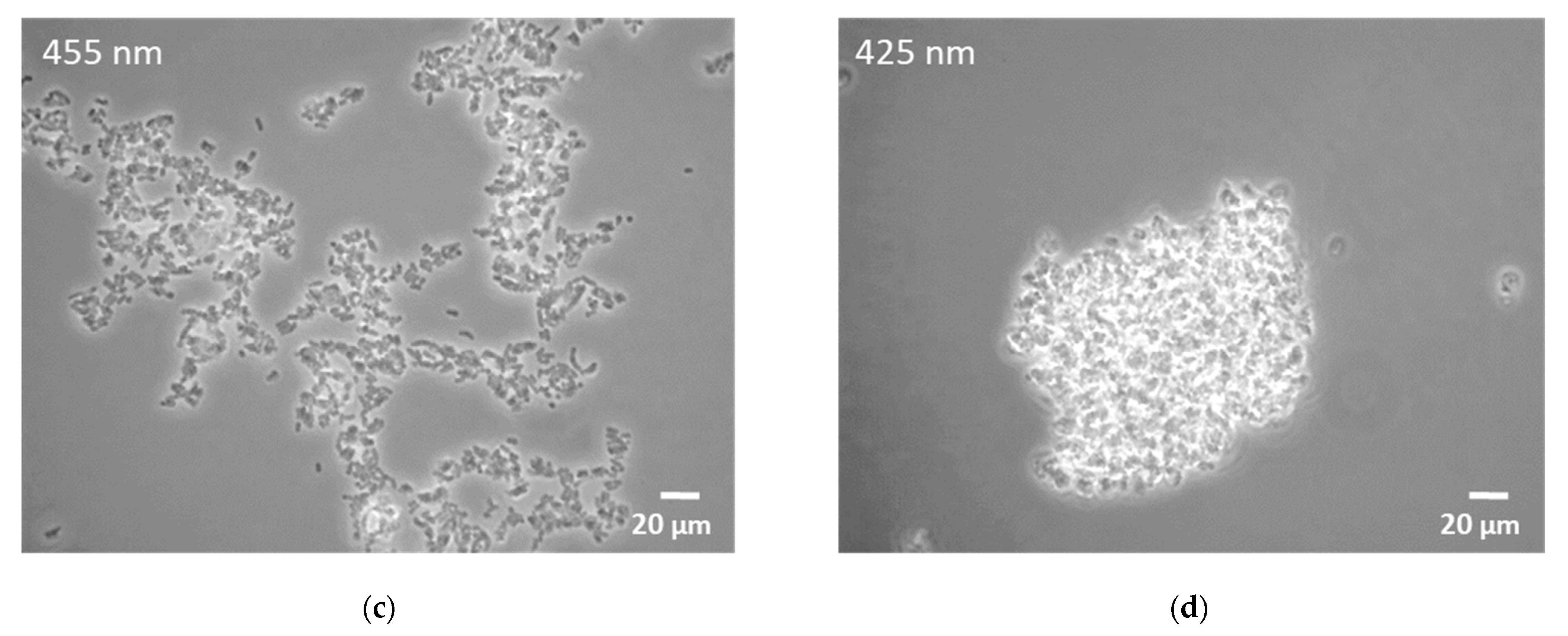 Microorganisms 10 01680 g002b Microorganisms 10 01680 g002b
