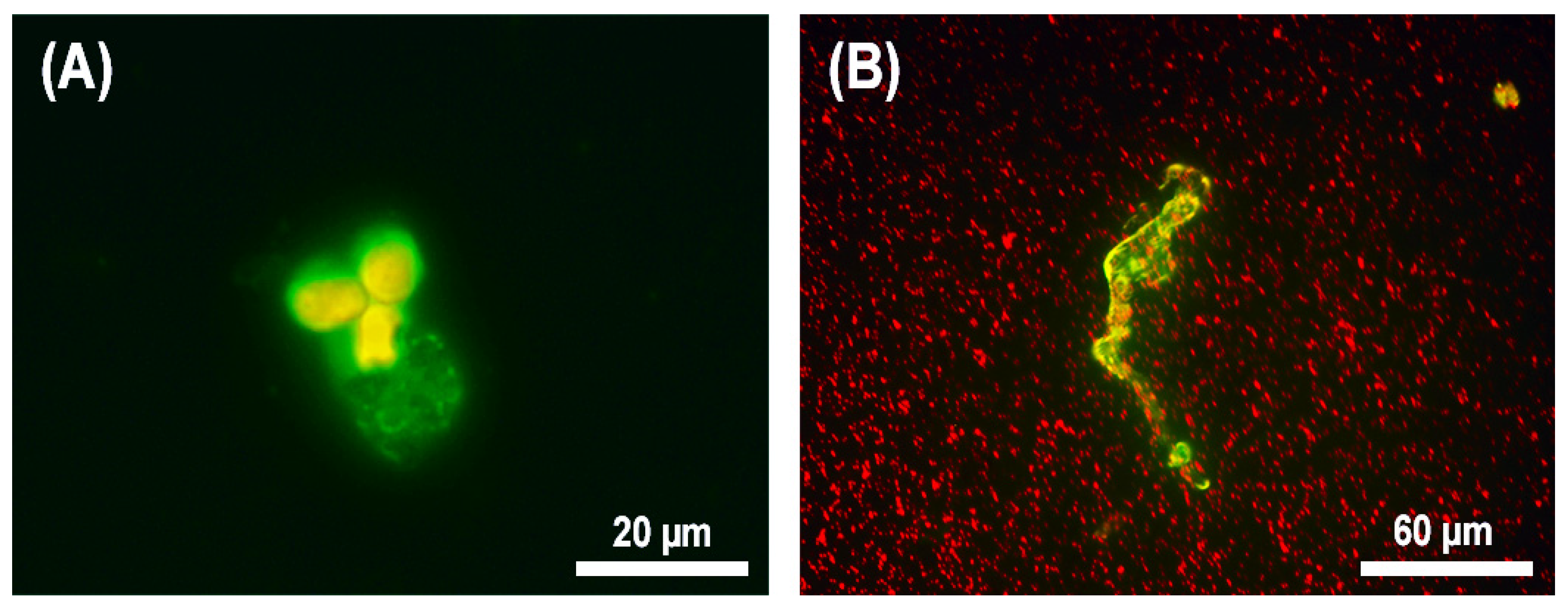 Microorganisms 10 01696 g005