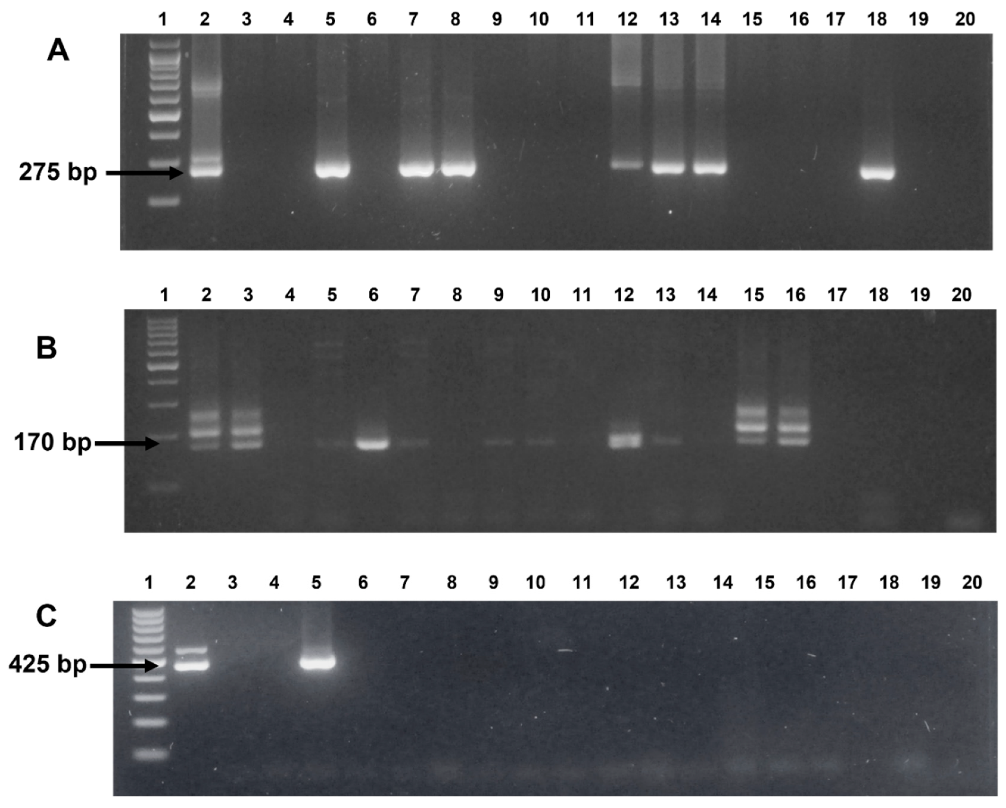 Microorganisms 10 01702 g001